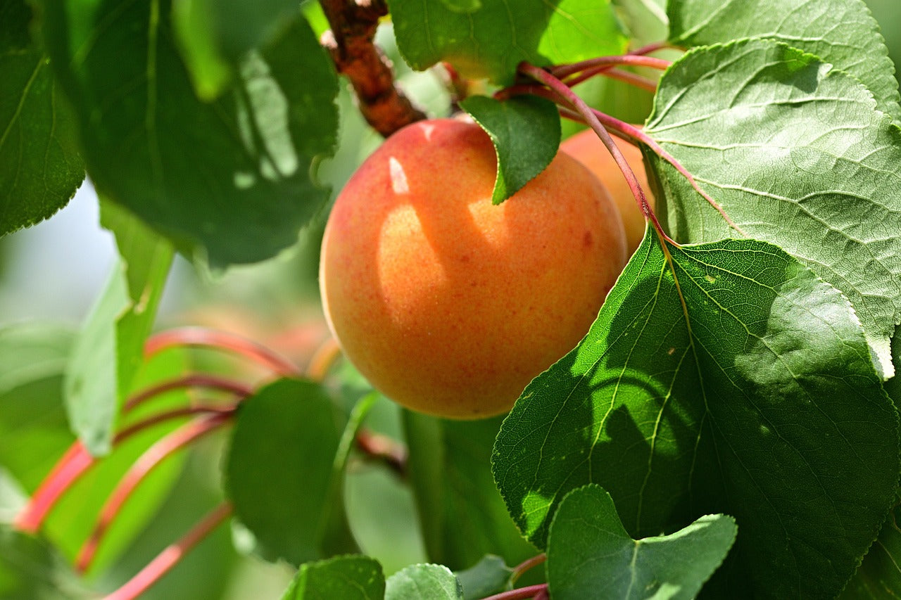 Sugar Pearls® Apricot Tree | Krymsk® 86 - Bare Root (Spring 2026)