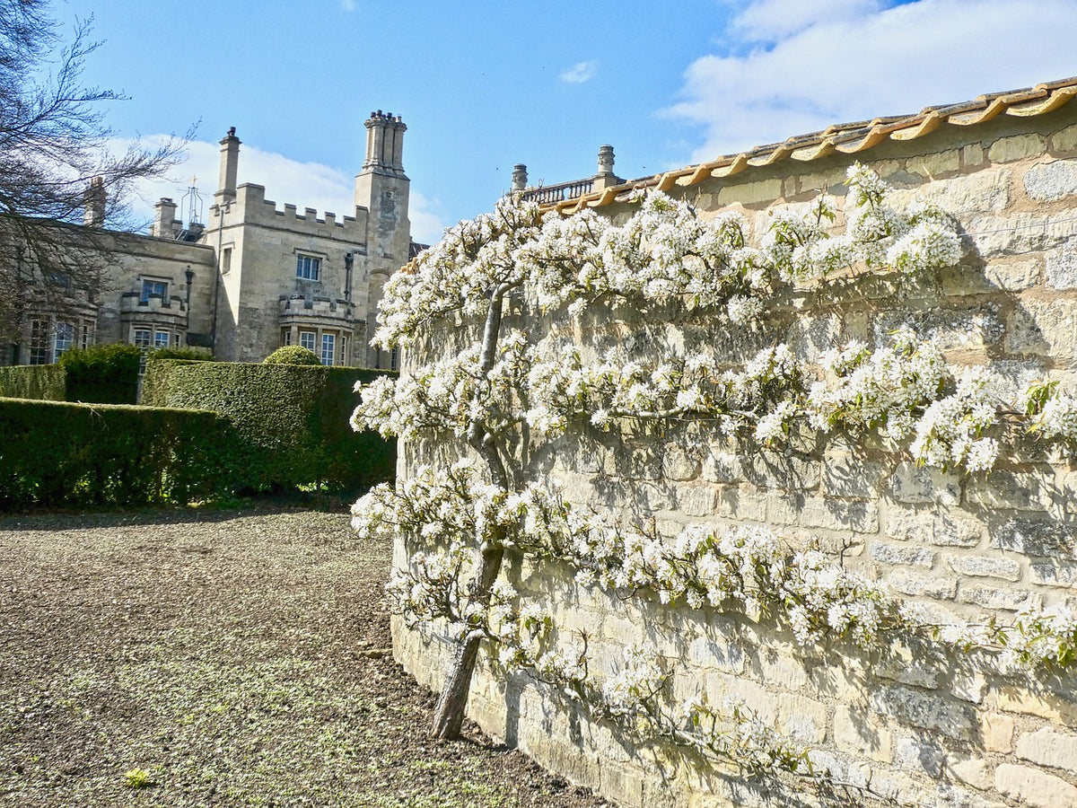 Espalier Special Apple Tree