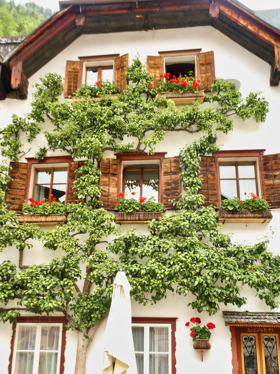 Espalier Special Apple Tree