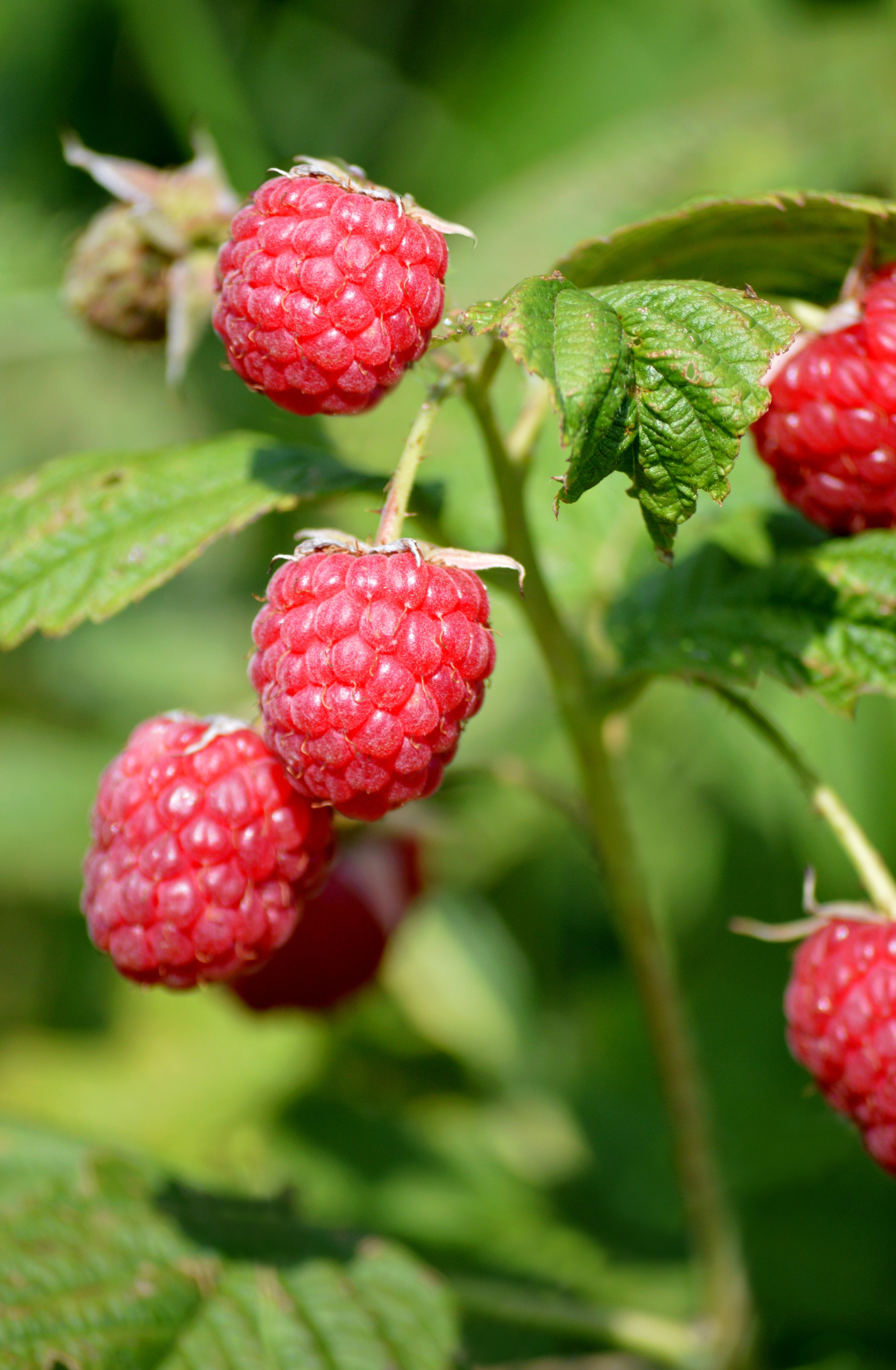 Nova Red Raspberry - Bare Root (Spring 2026) – 13 Point 3 Farms
