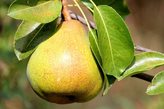 Shenandoah Pear Tree - 7 Gallon Potted