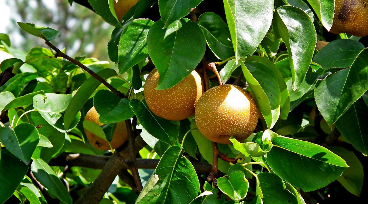 Shinko Asian Pear Tree | Betulaefolia - Bare Root (Spring 2026)