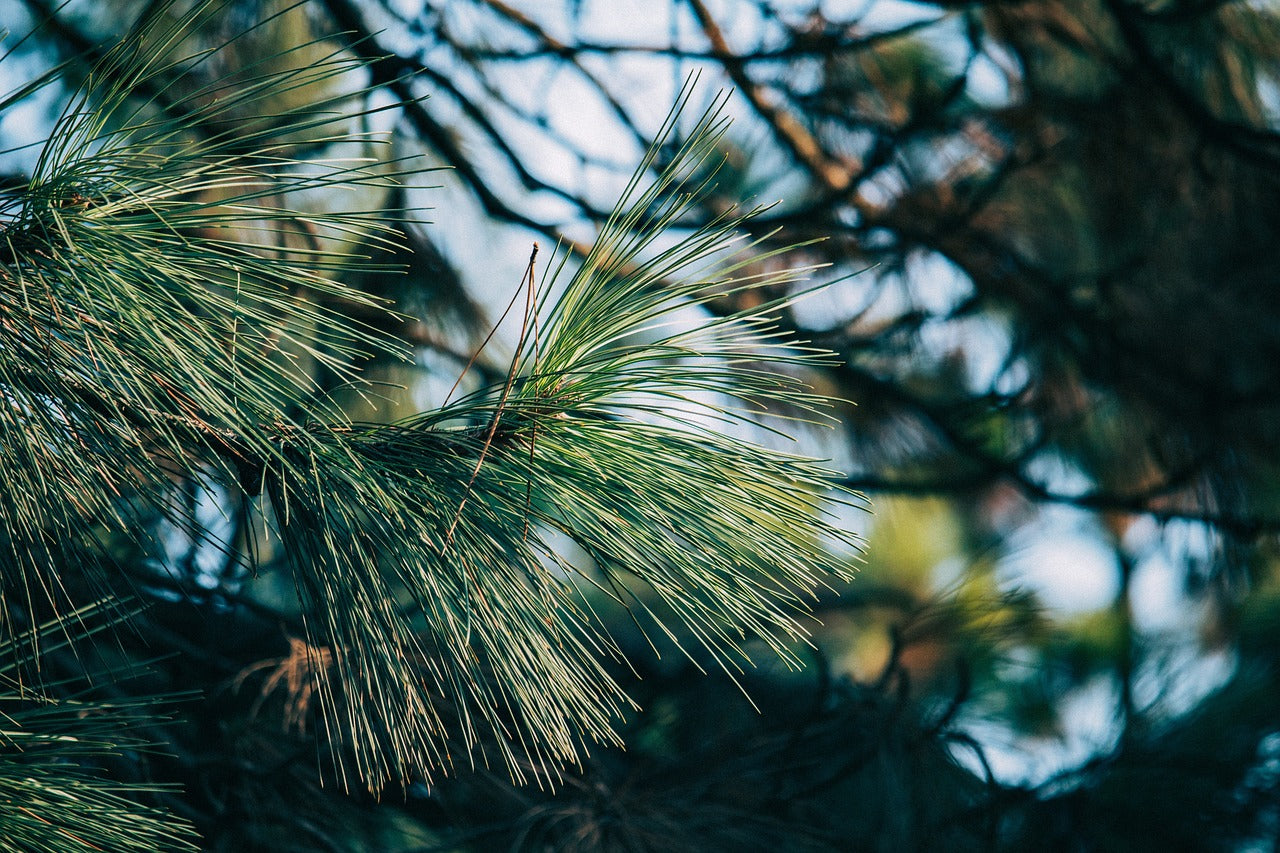 Austrian Pine Tree