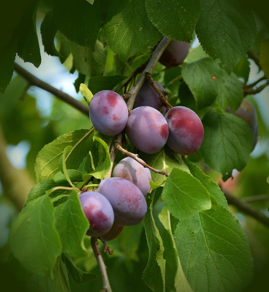 Methley Japanese Plum - Bare Root (Spring 2025)