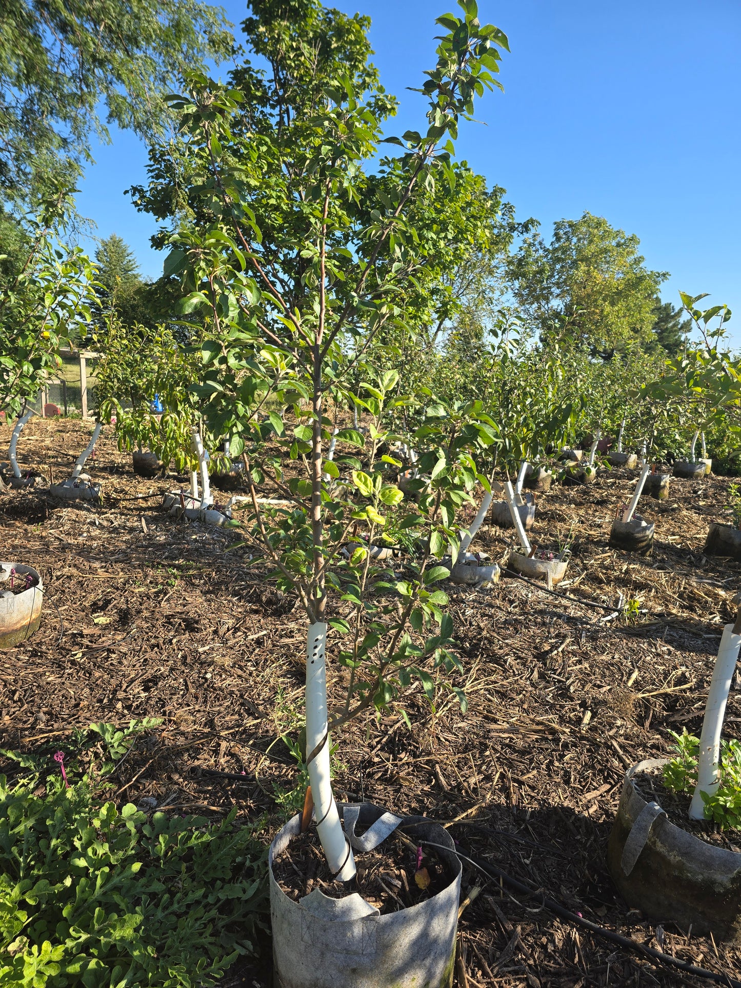 Enterprise Apple Tree (EMLA 111 Rootstock) - 10 Gallon Potted