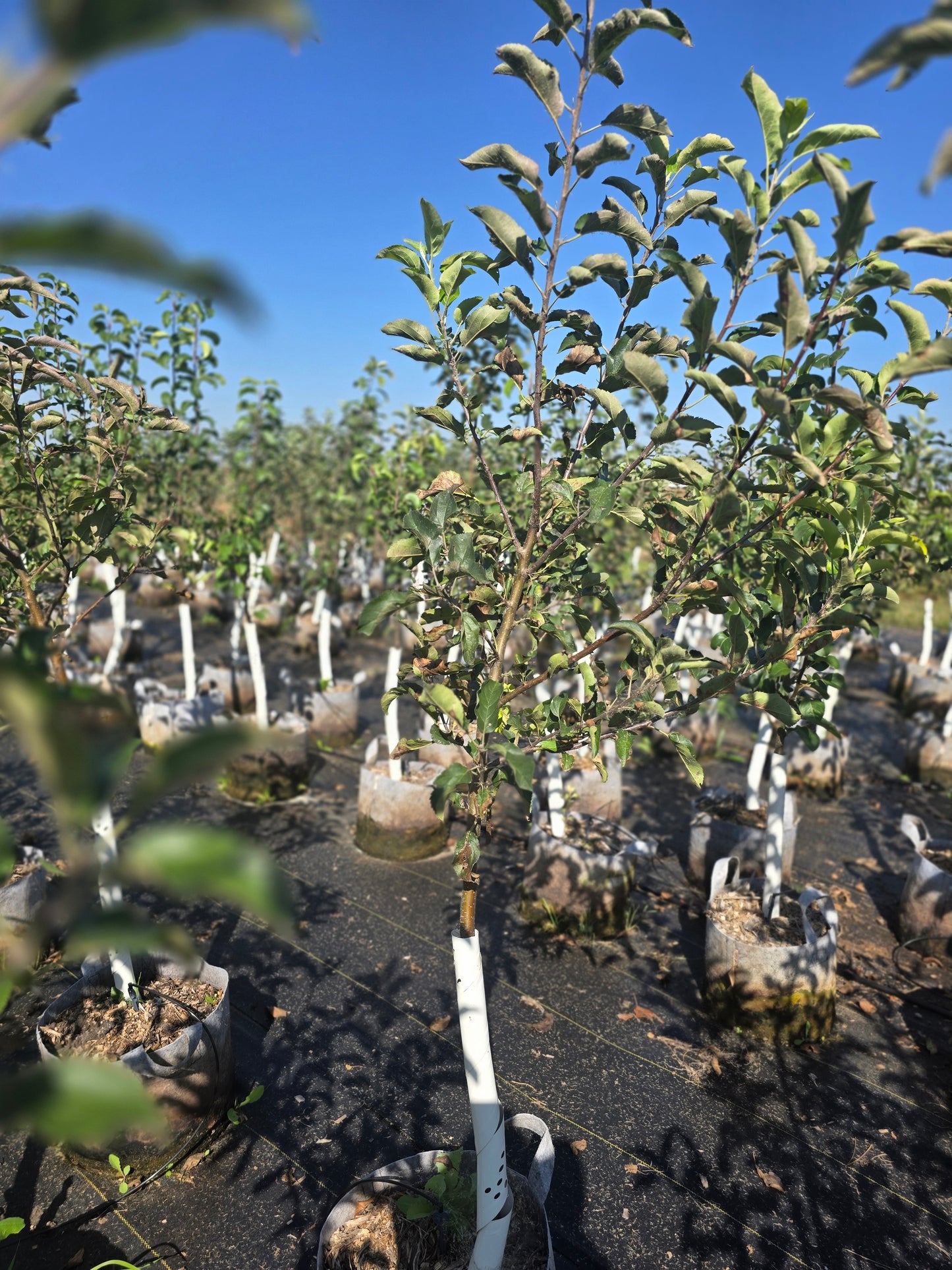 GoldRush Apple Tree - 7 Gallon Potted