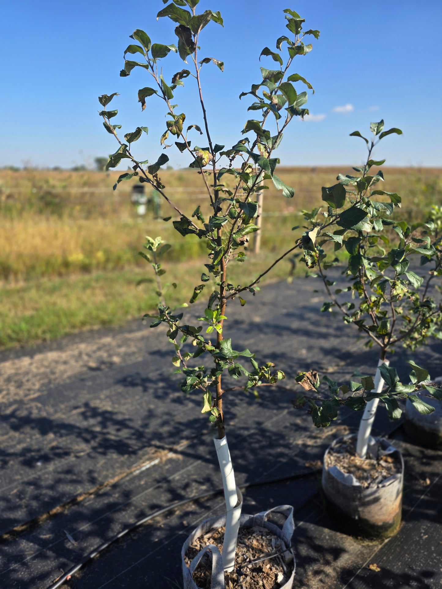 Royal Red Honeycrisp® Apple Tree - 7 Gallon Potted
