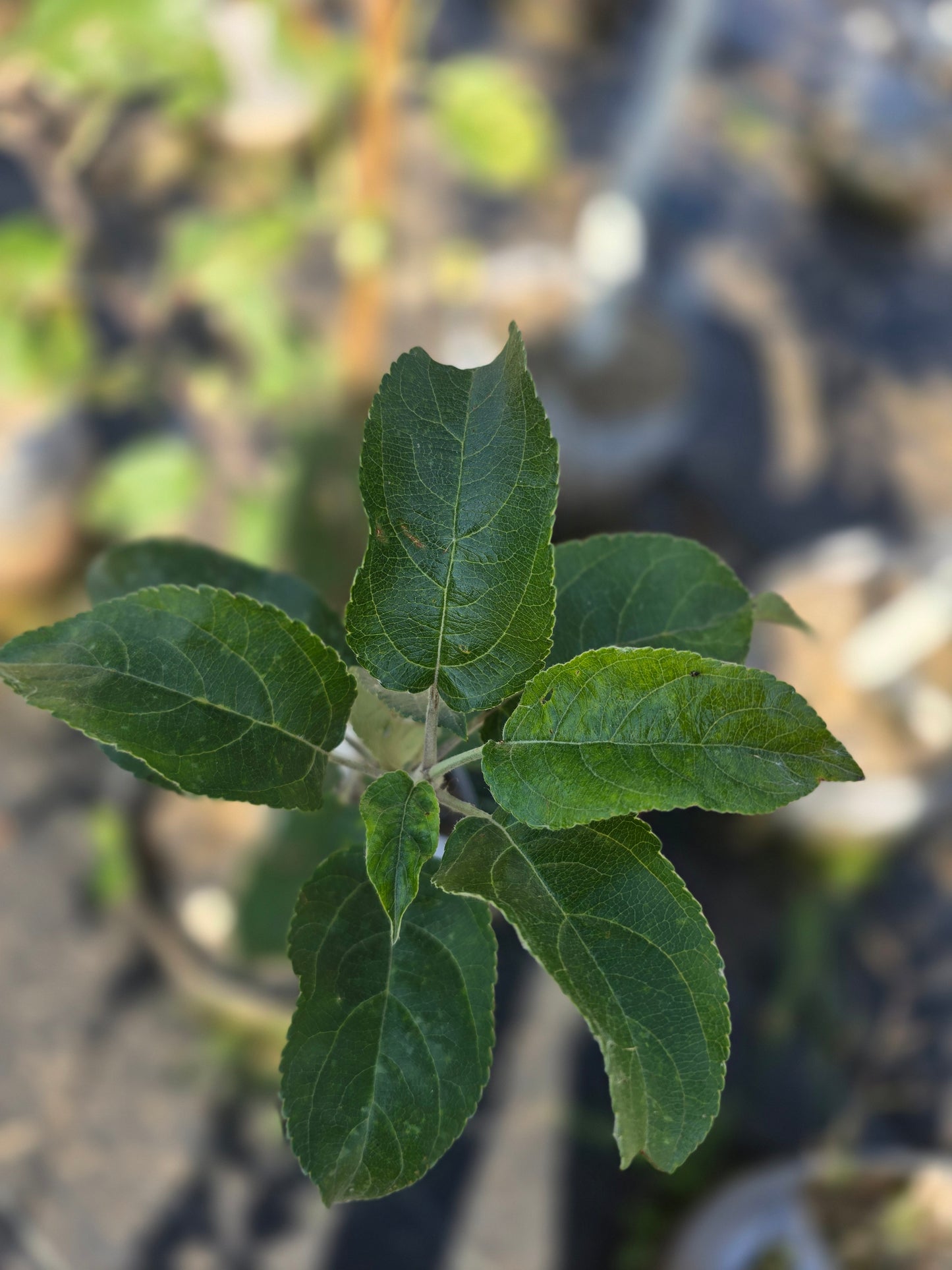Kudos™ Apple Tree - 7 Gallon Potted