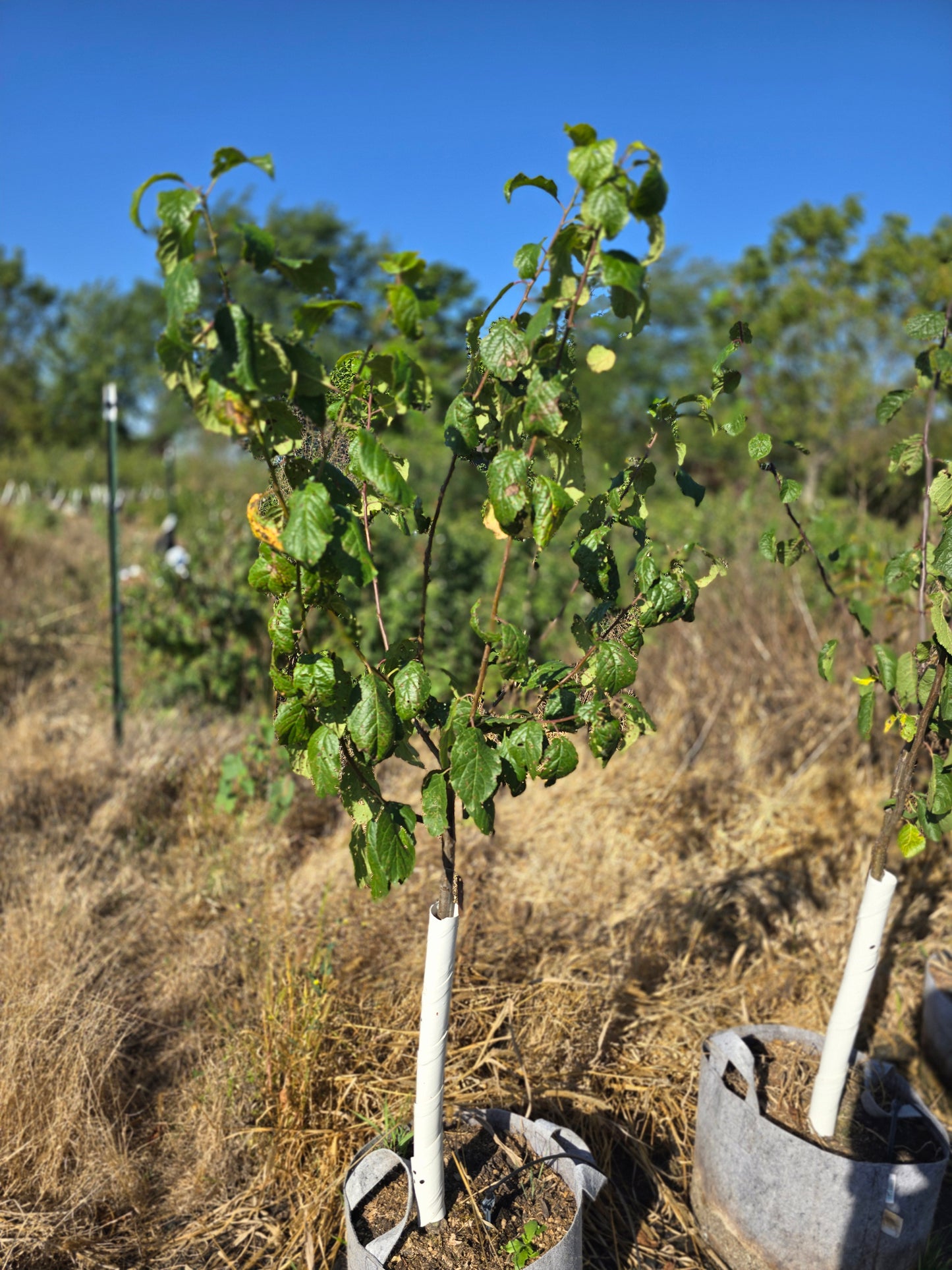 Long John European Plum - 7 Gallon Potted