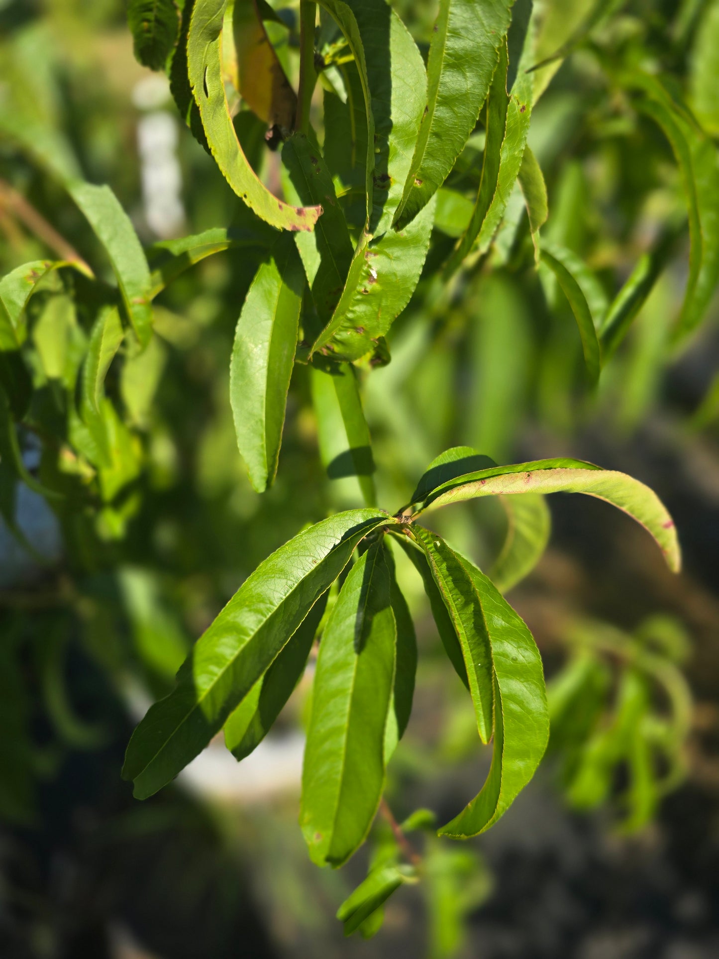 Madison Peach Tree - 7 Gallon Potted