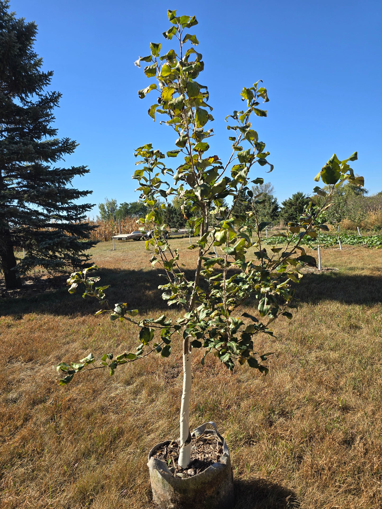 Enterprise Apple Tree (EMLA 111 Rootstock) - 10 Gallon Potted