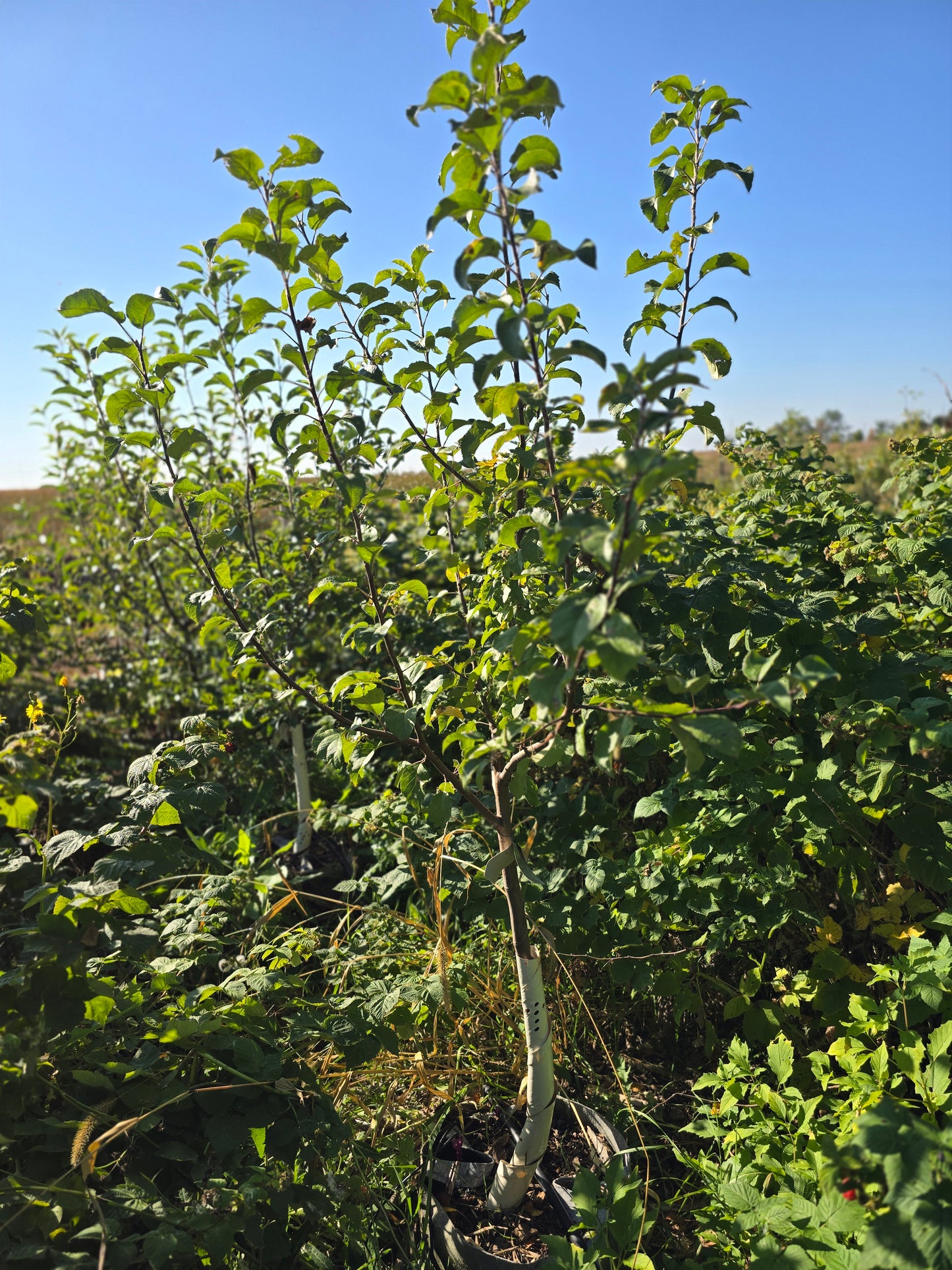 Liberty Apple Tree (EMLA 111)- 7 Gallon Potted