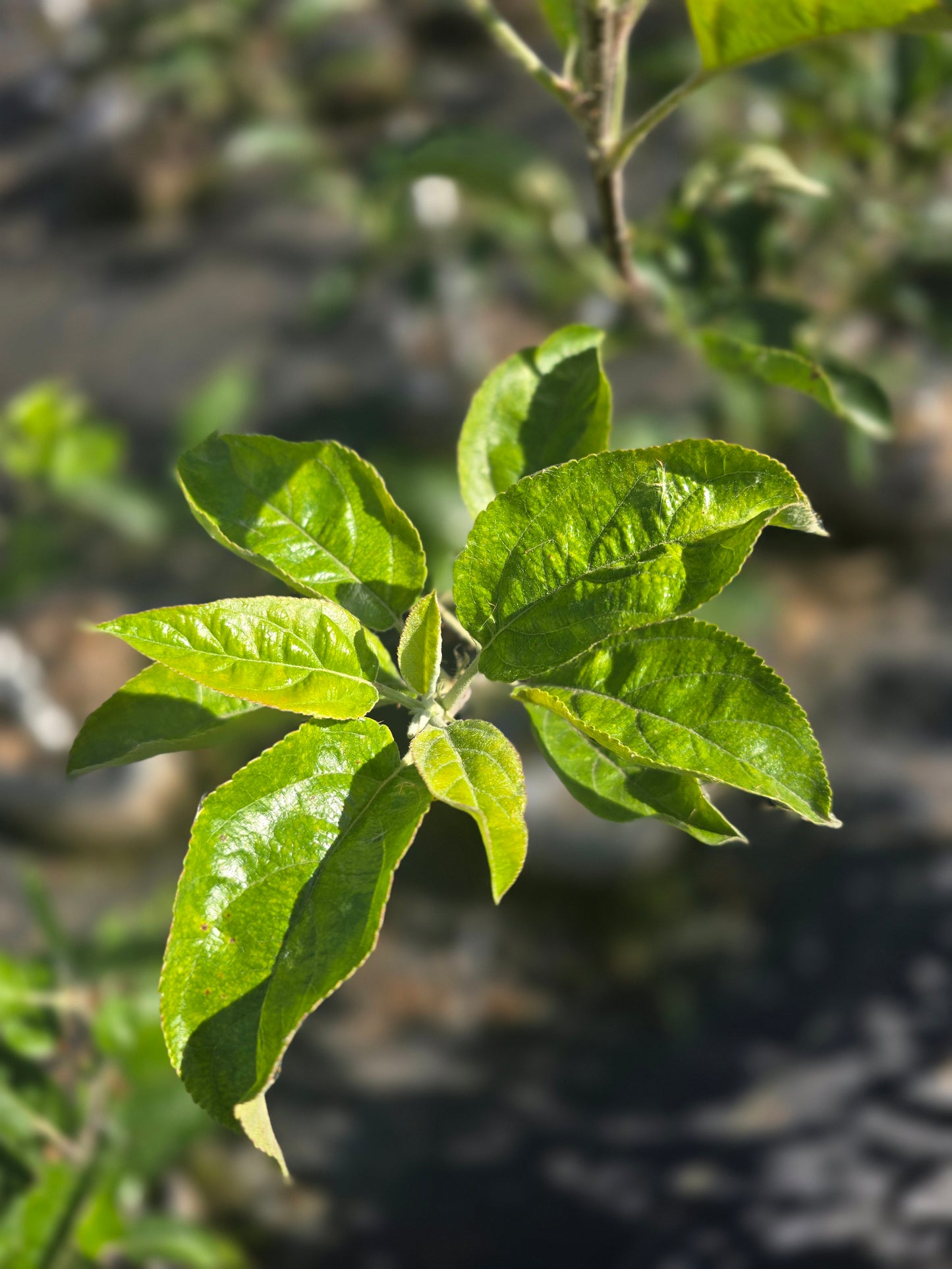 Gibson Golden Apple Tree - 7 Gallon Potted