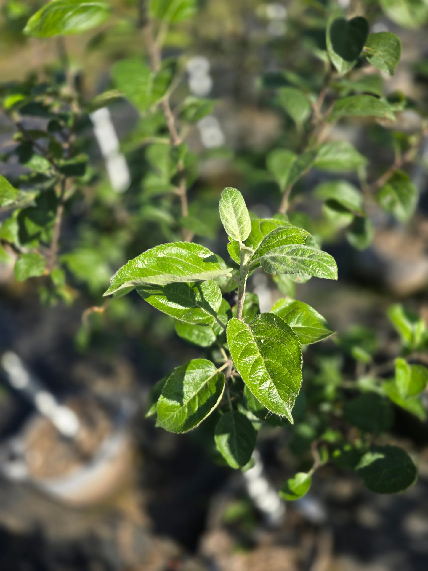 Enterprise Apple Tree (EMLA 7 Rootstock) - 7 Gallon Potted