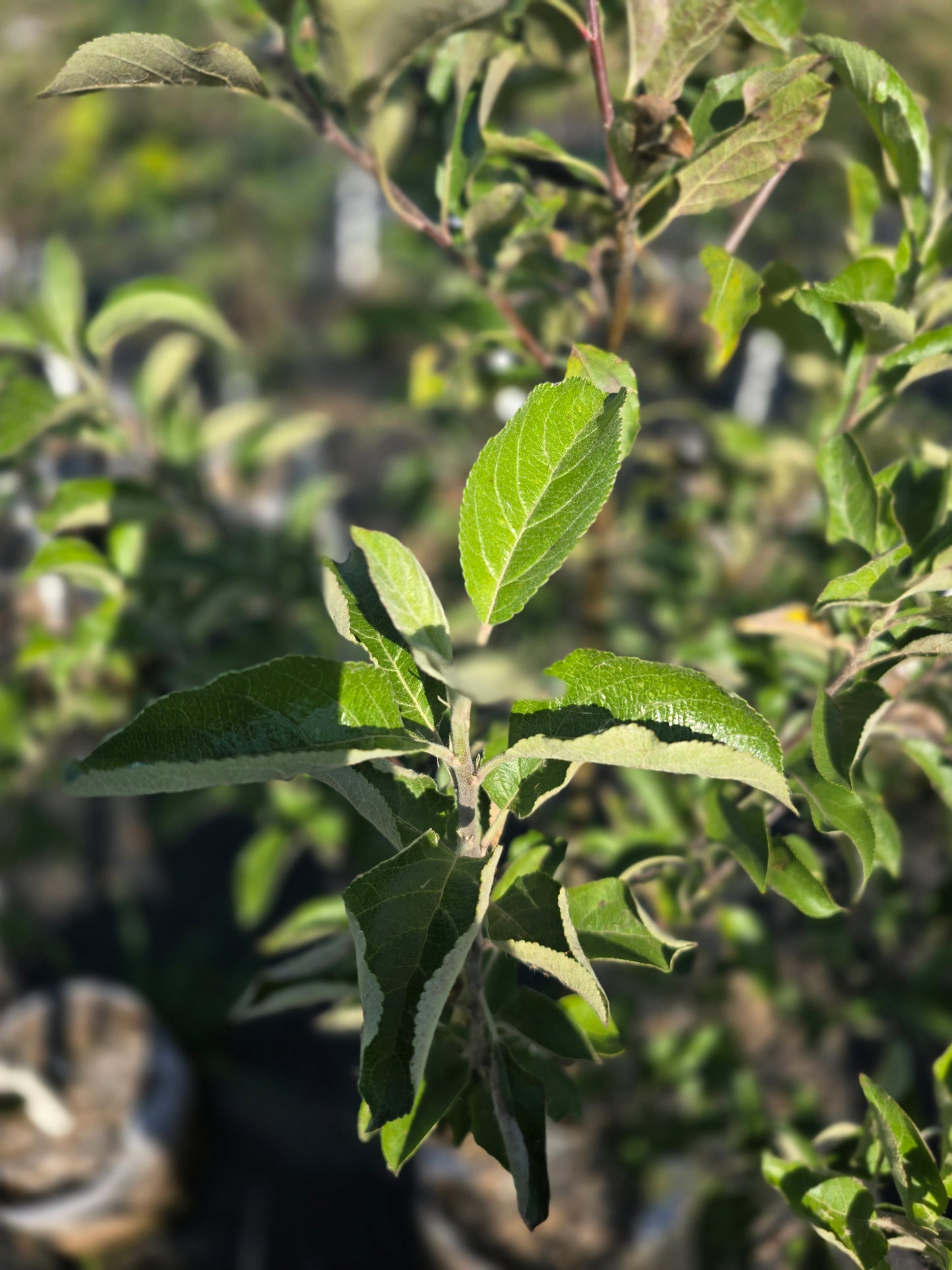 CrimsonCrisp® Apple Tree - 7 Gallon Potted