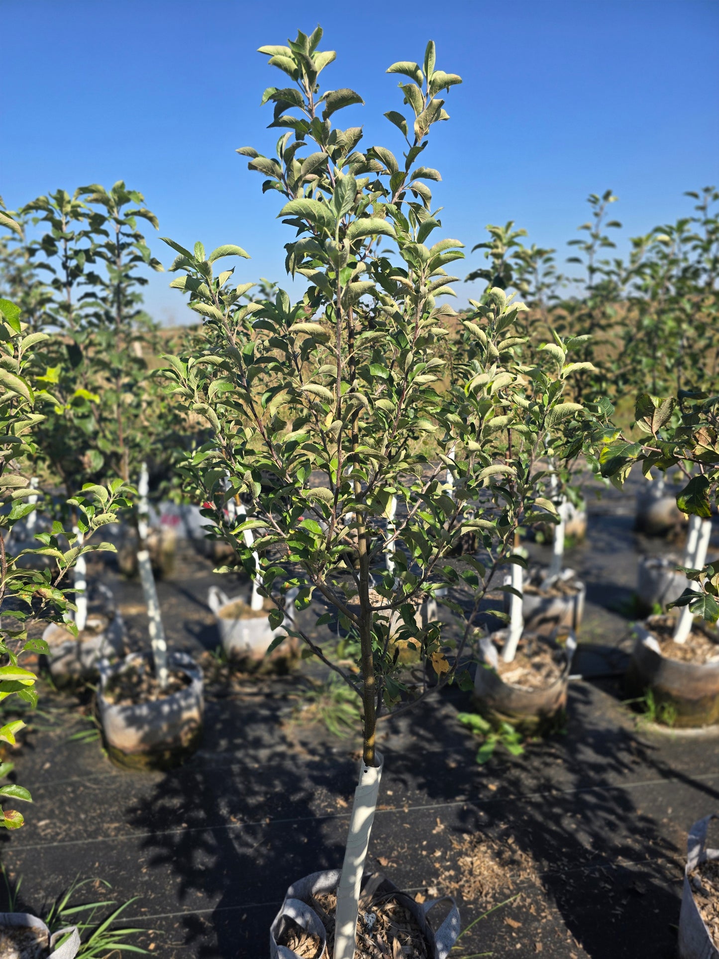 CrimsonCrisp® Apple Tree - 7 Gallon Potted