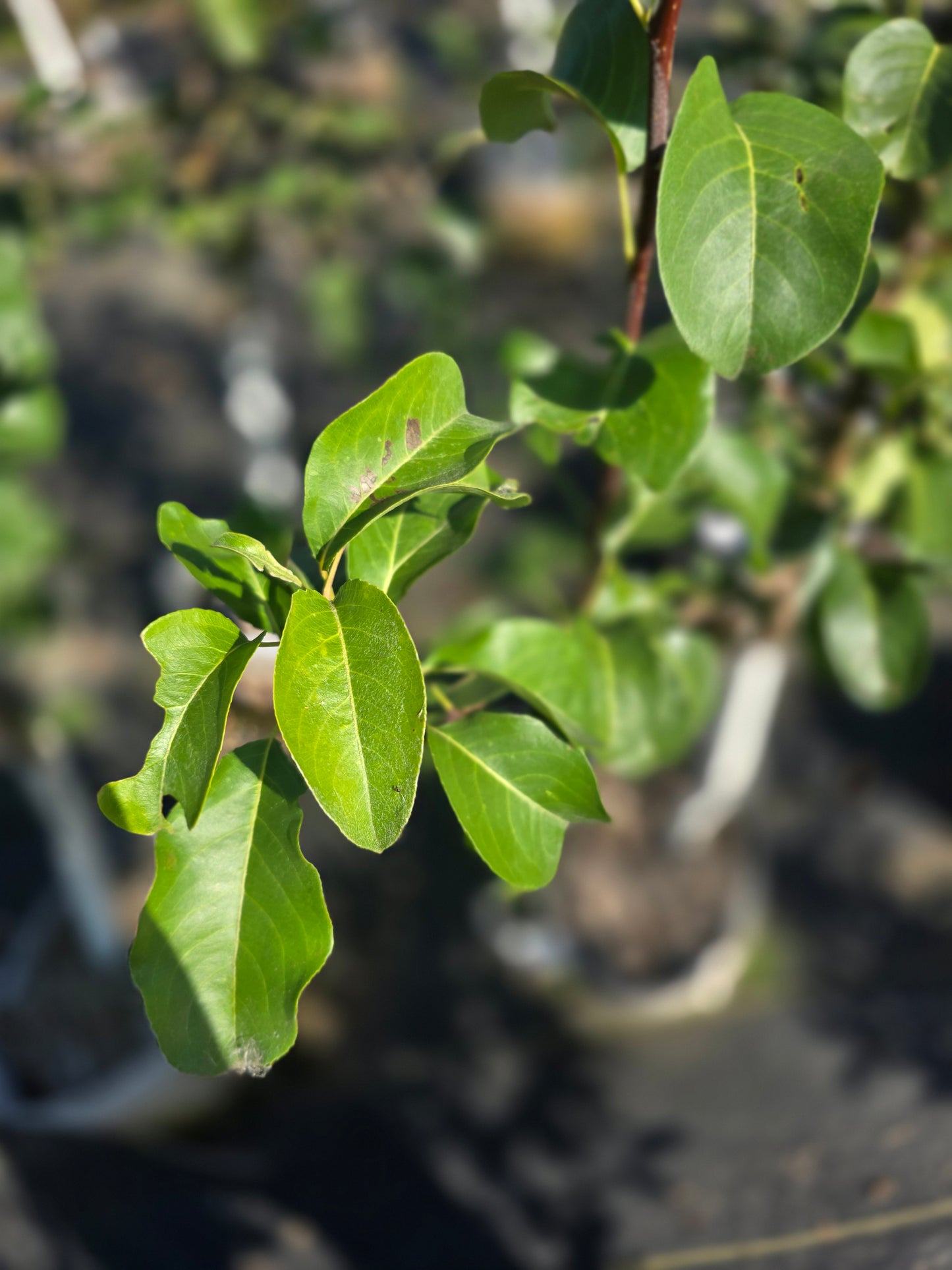 Juicy Jewel Asian Pear Tree - 7 Gallon Potted