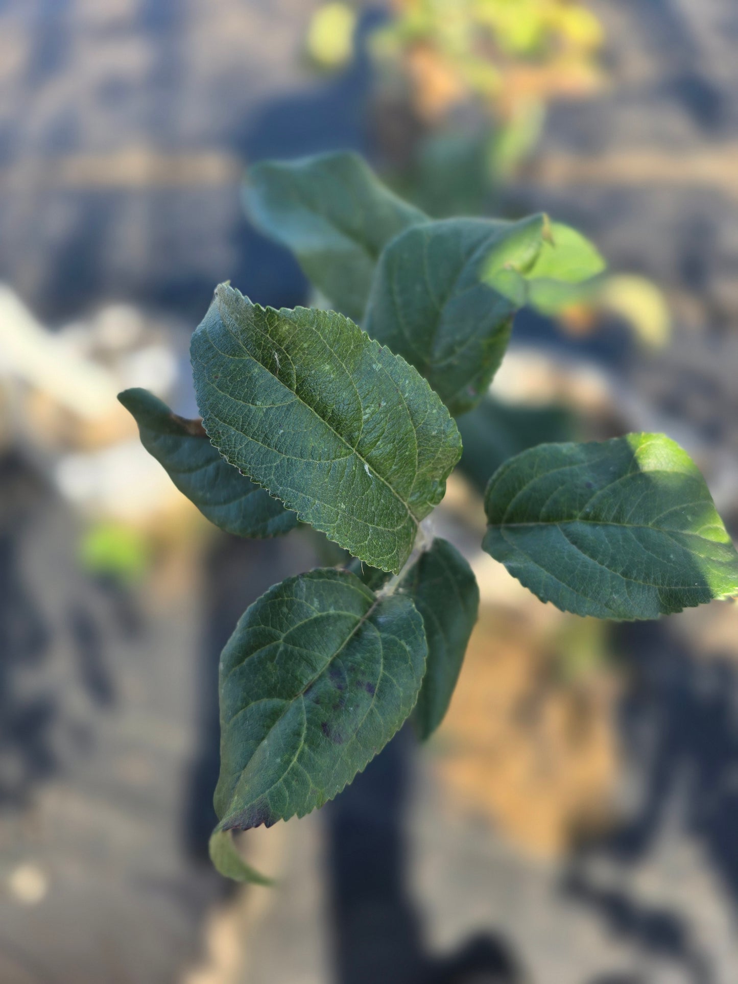 Royal Red Honeycrisp® Apple Tree - 7 Gallon Potted