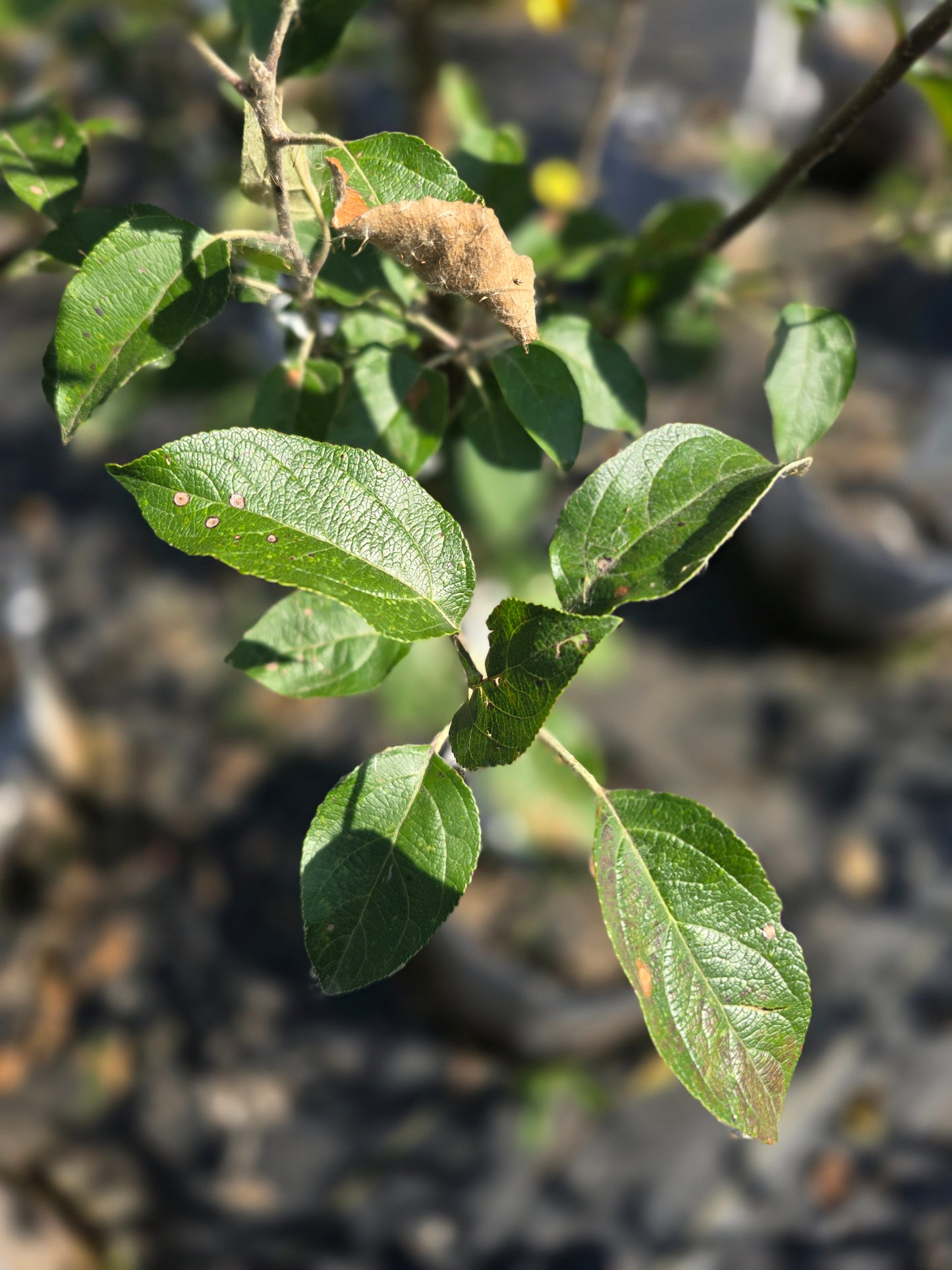 Northwest Greening Apple Tree - 7 Gallon Potted