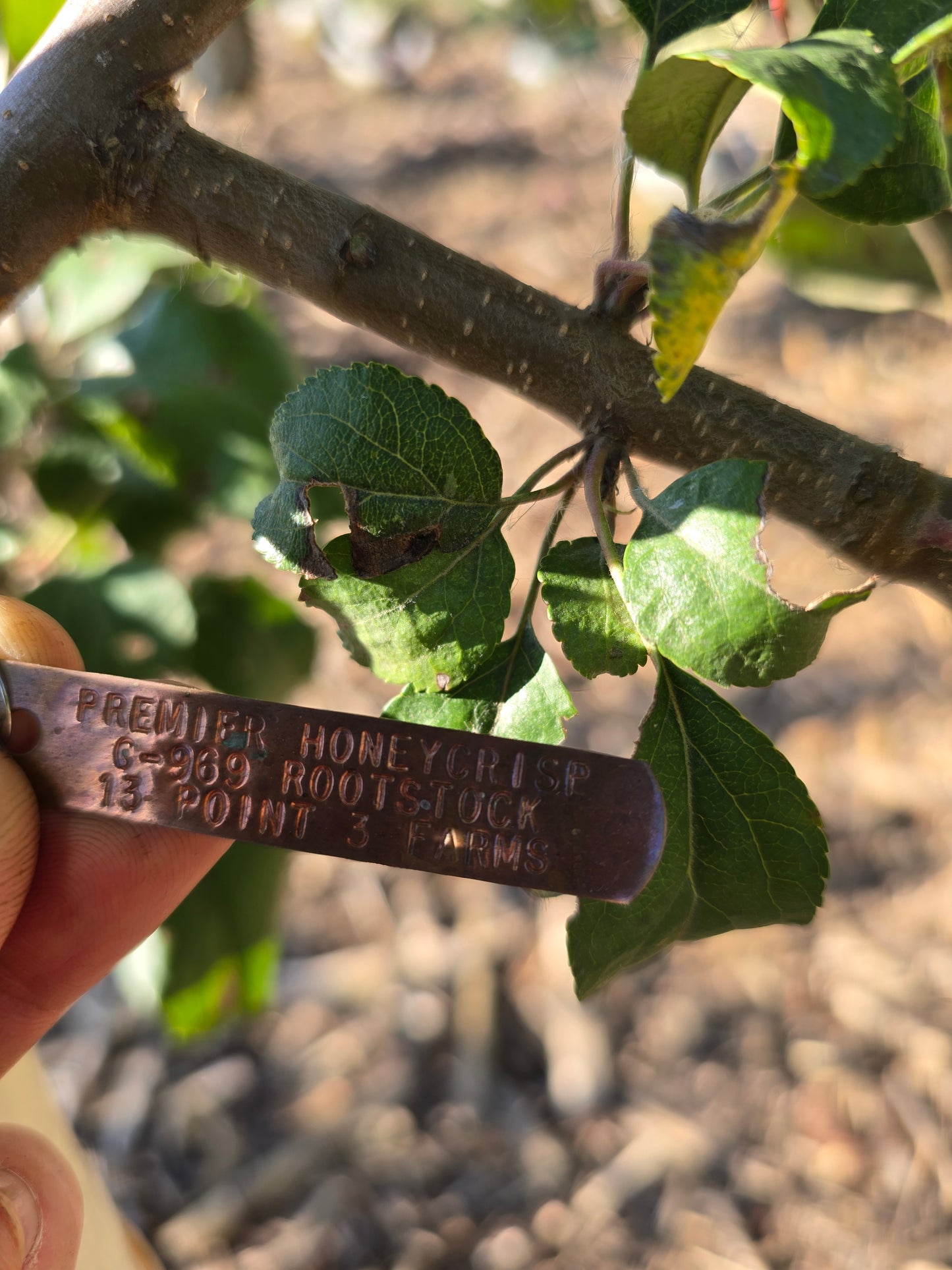 Premier Honeycrisp Apple Tree - 7 Gallon Potted