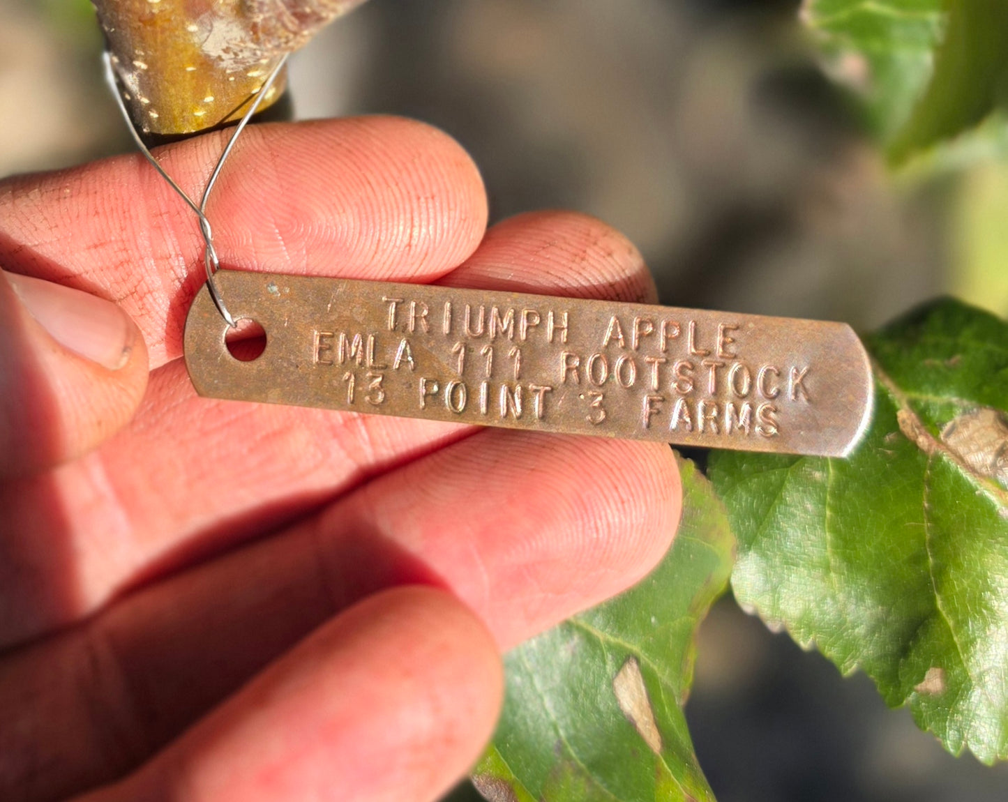 Triumph® Apple Tree - 7 Gallon Potted
