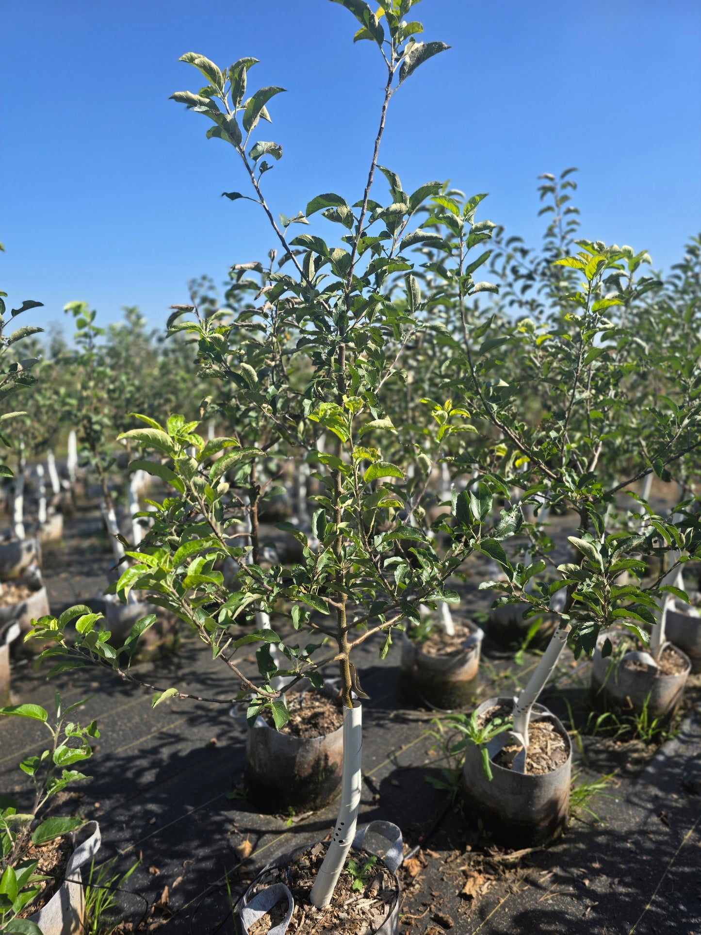 Gibson Golden Apple Tree - 7 Gallon Potted