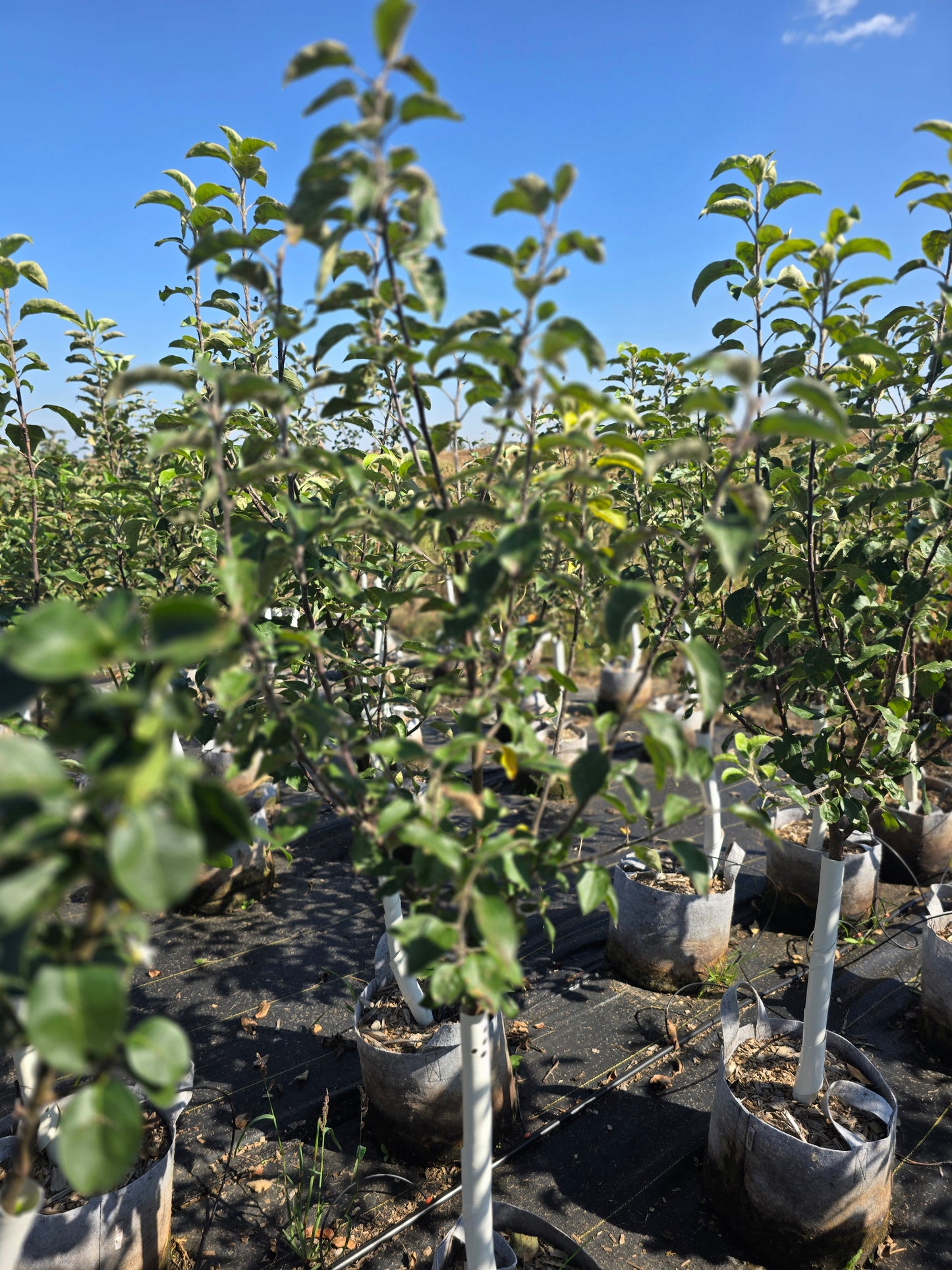Northwest Greening Apple Tree - 7 Gallon Potted