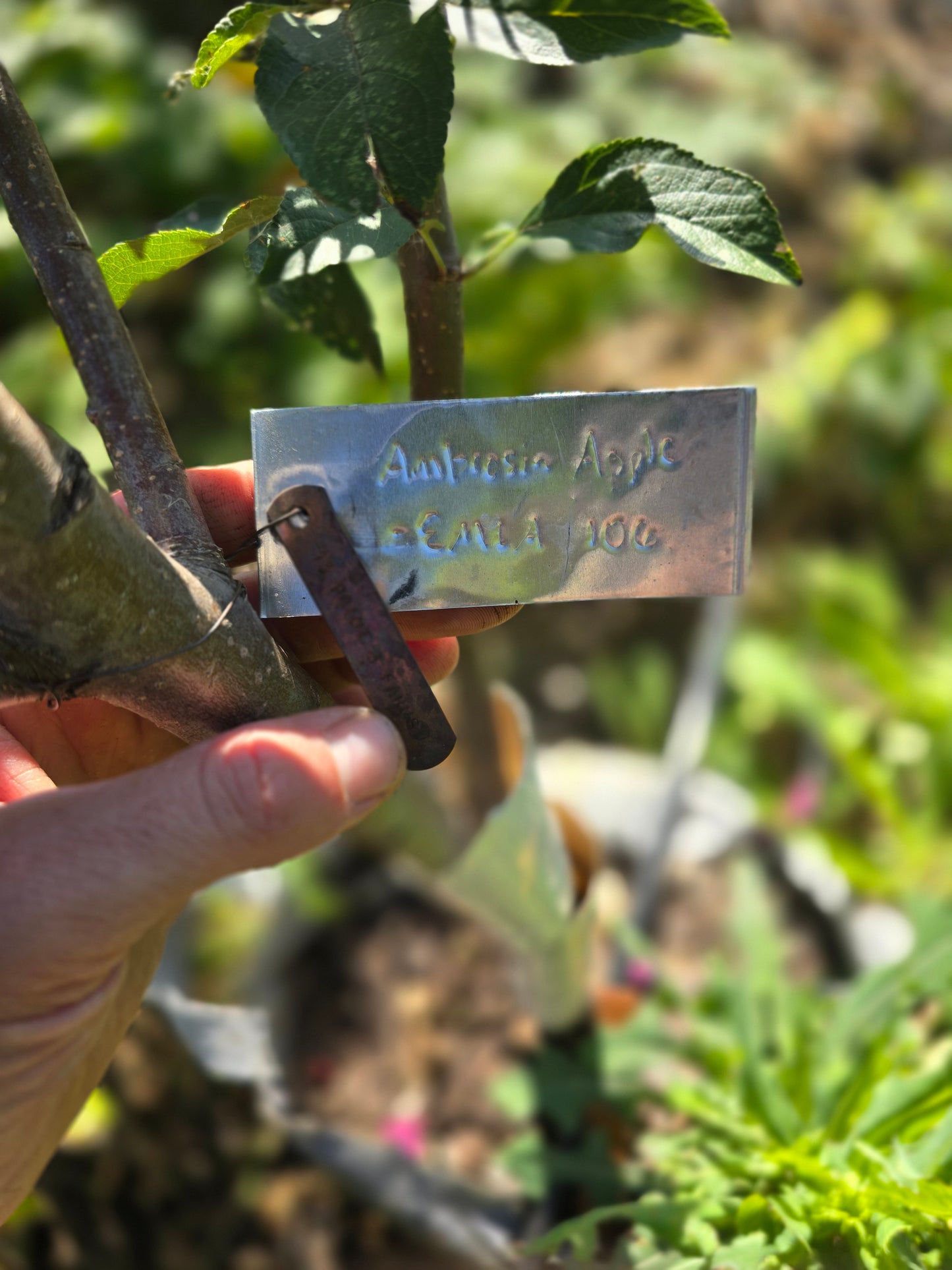 Ambrosia Apple Tree - 10 Gallon Potted