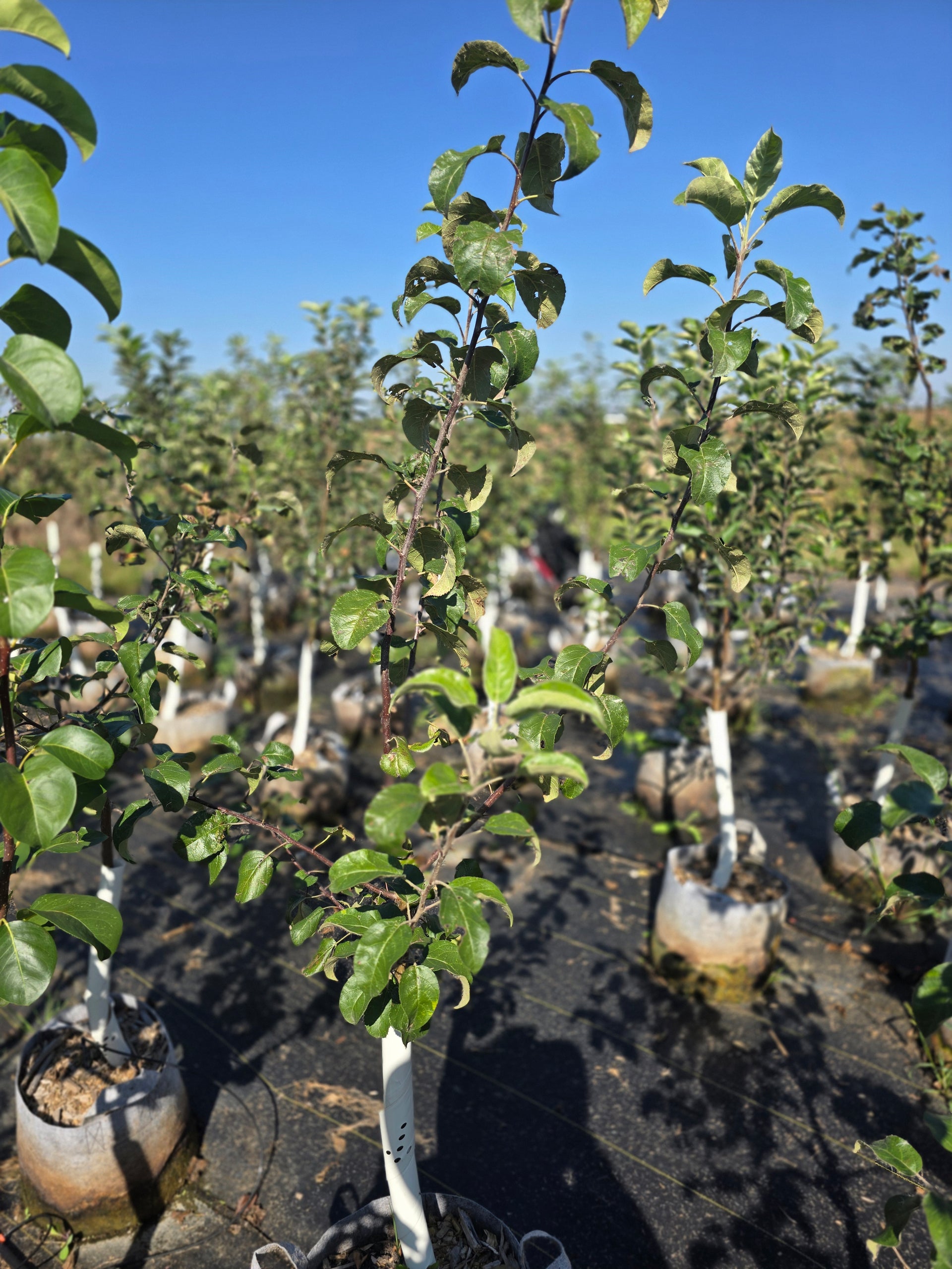 plant pot for apple tree Triumph® Apple Tree