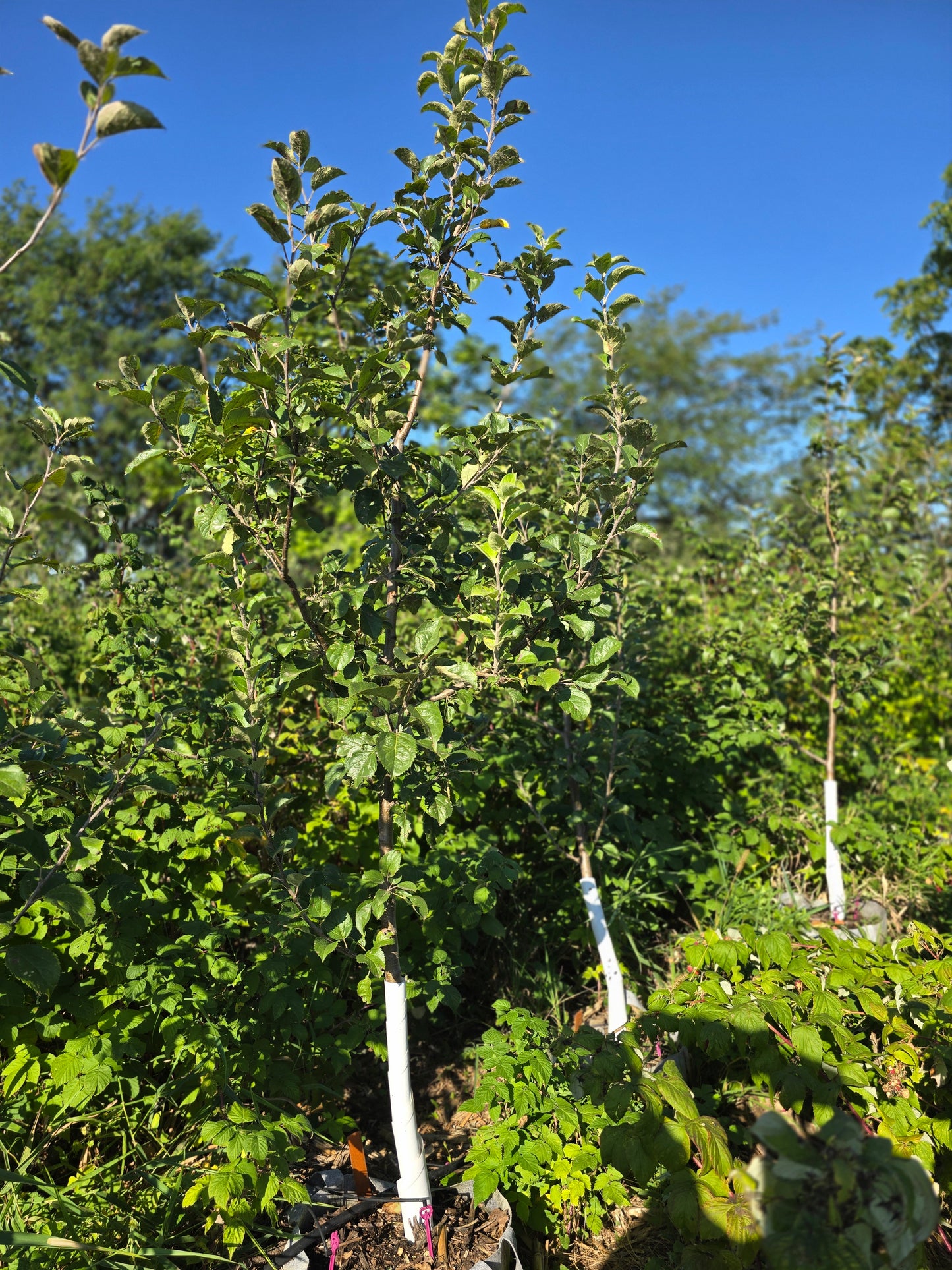 Freedom Apple Tree - 10 Gallon Potted