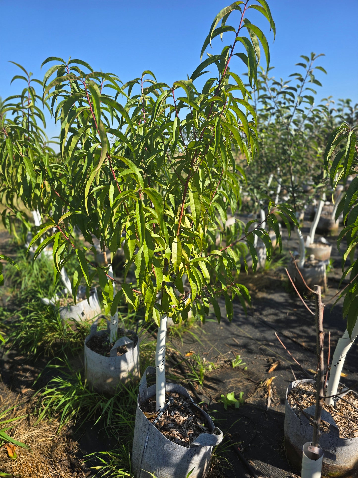 Contender Peach Tree - 7 Gallon Potted