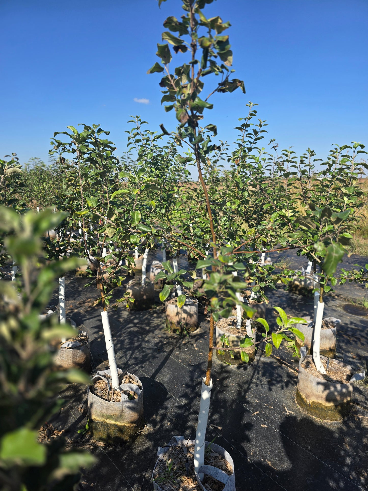 Honeycrisp Apple Tree - 7 Gallon Potted