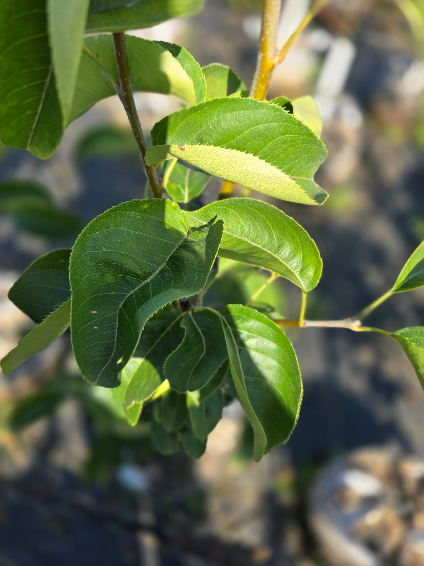 Olympic Asian Pear Tree - 7 Gallon Potted