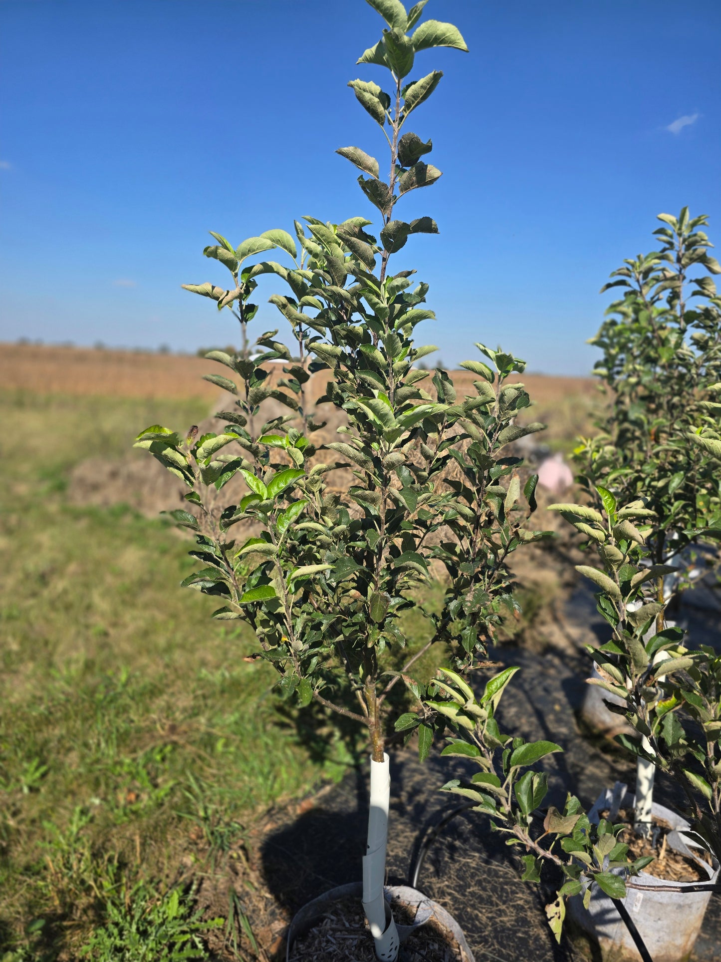 Ambrosia Apple Tree - 7 Gallon Potted