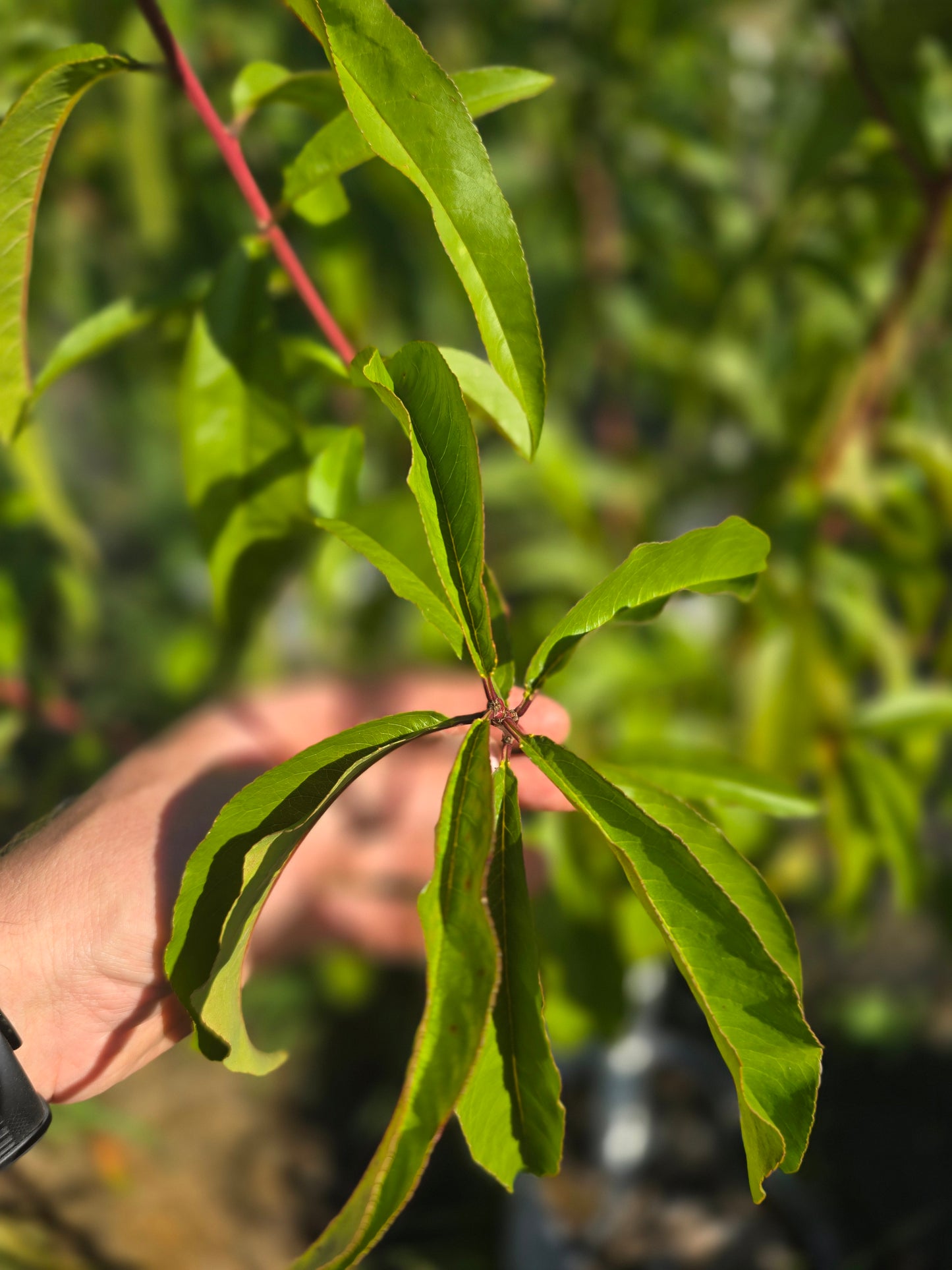 Contender Peach Tree - 7 Gallon Potted