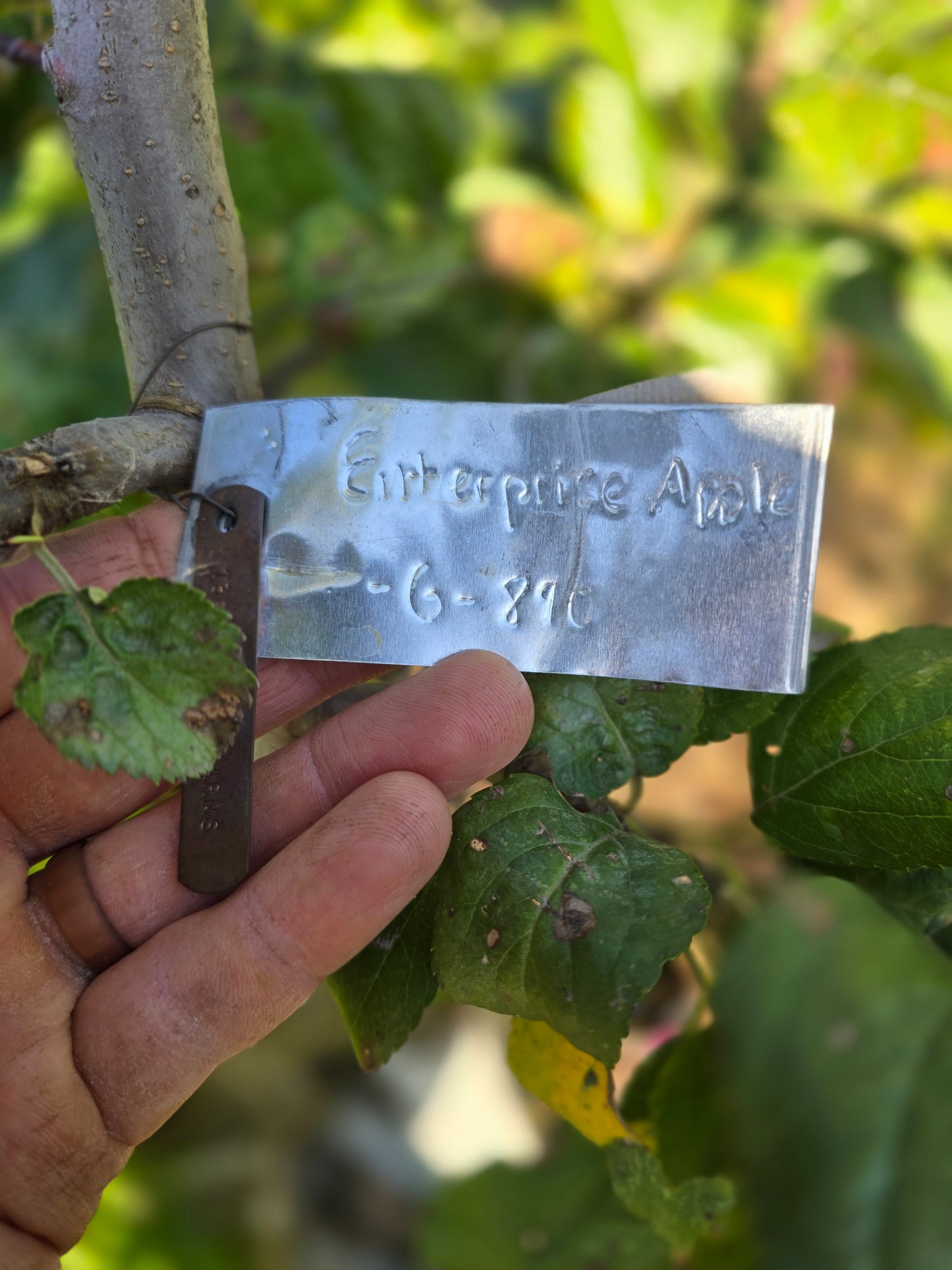 Enterprise Apple Tree (G-890 Rootstock) - 10 Gallon Potted
