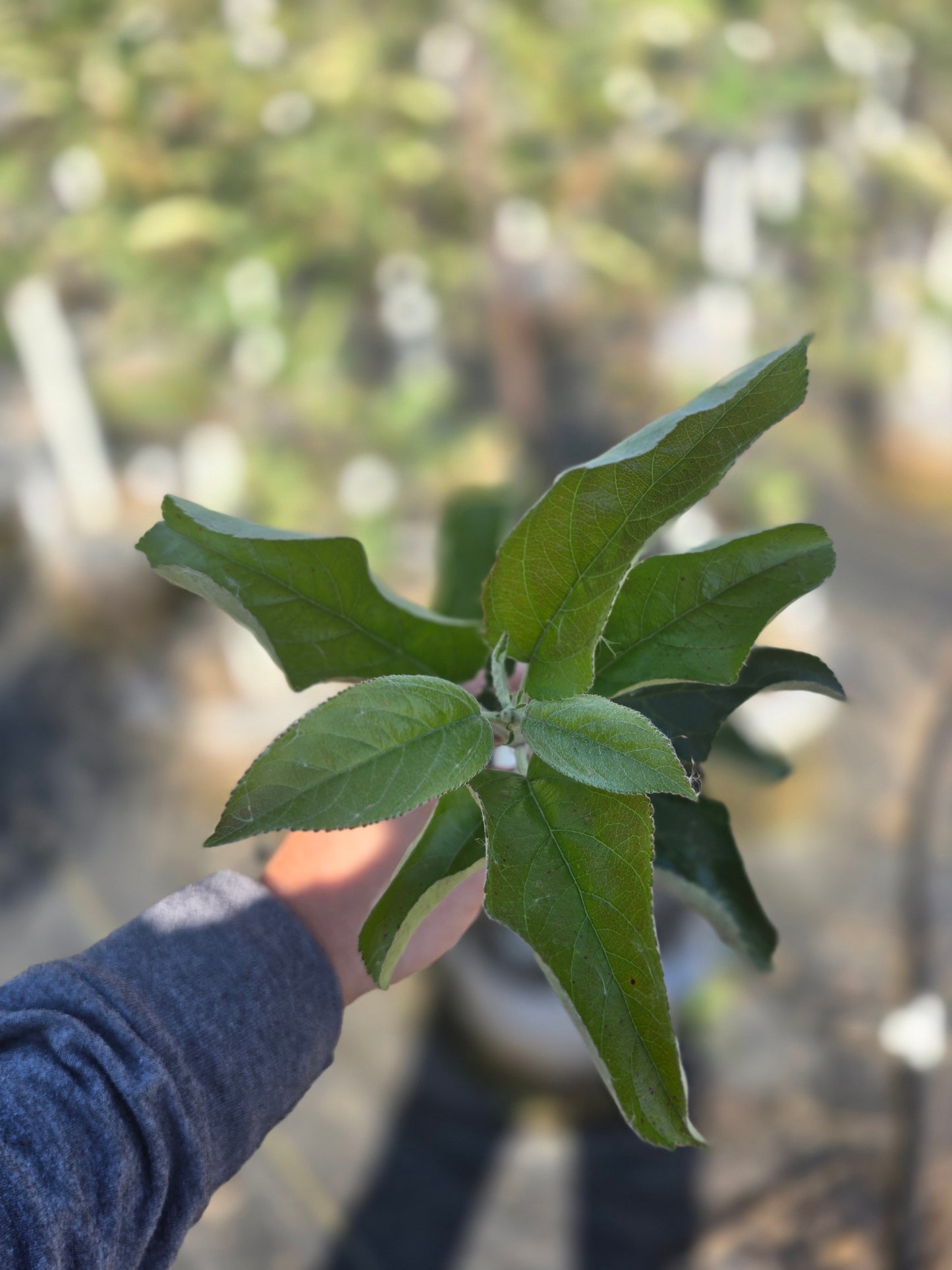 GoldRush Apple Tree - 7 Gallon Potted