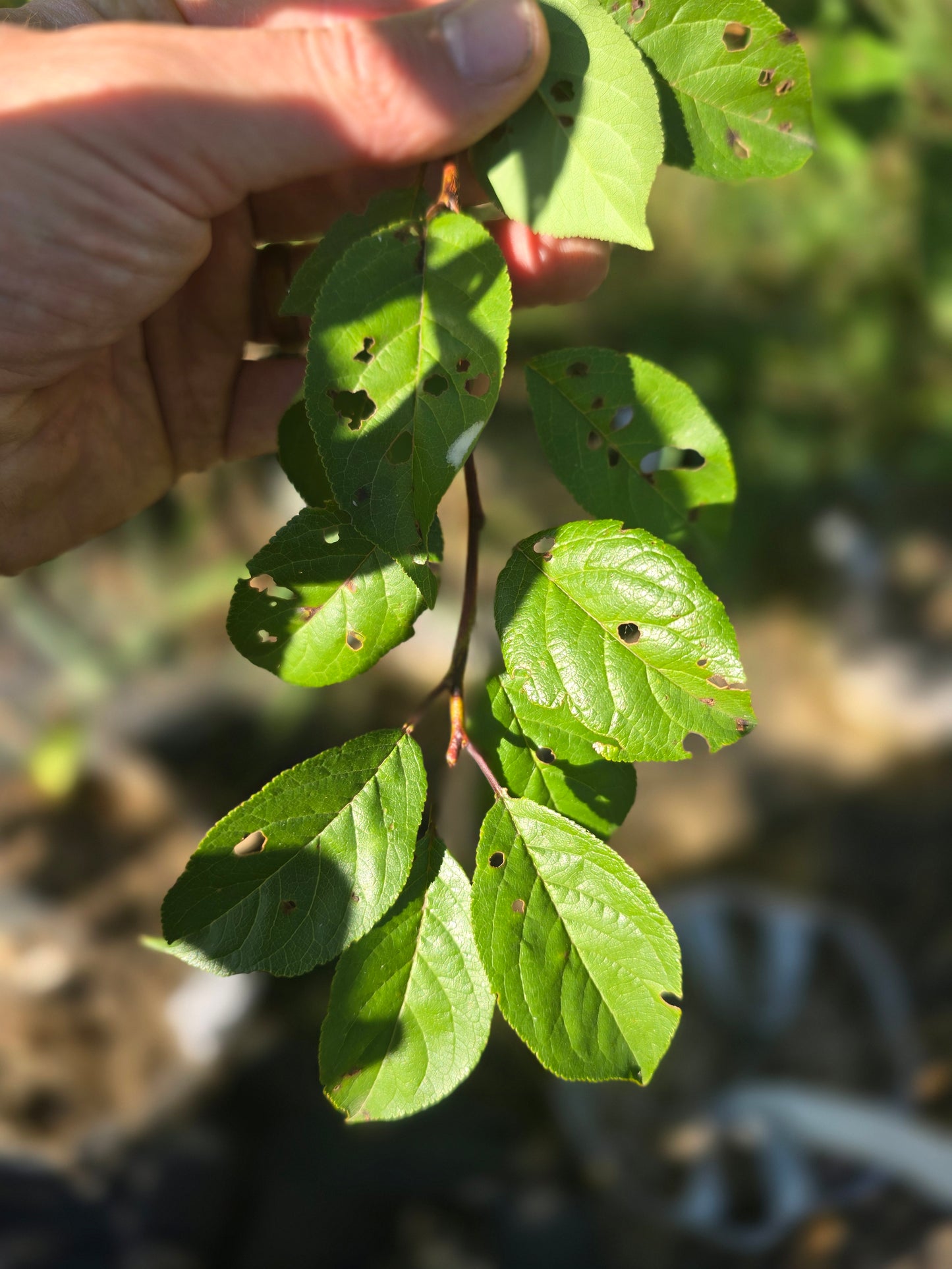 Methley Japanese Plum - 7 Gallon Potted