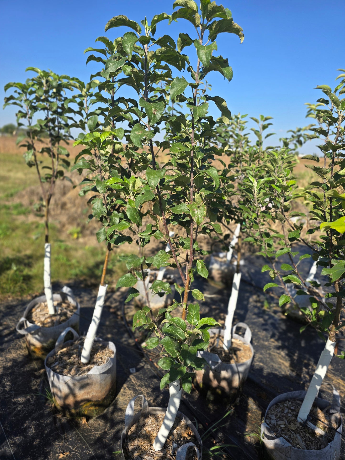 Kudos™ Apple Tree - 7 Gallon Potted