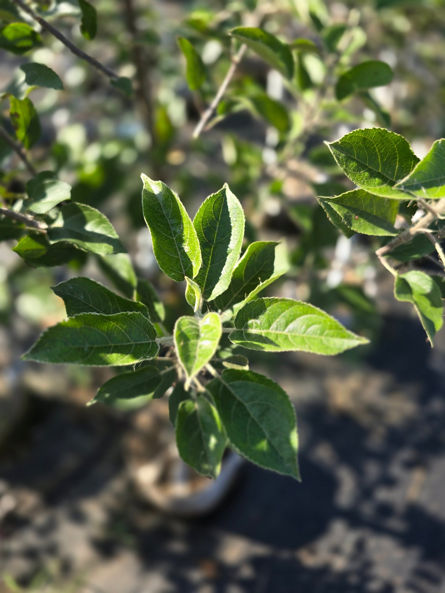 Arkansas Black Apple Tree - 7 Gallon Potted