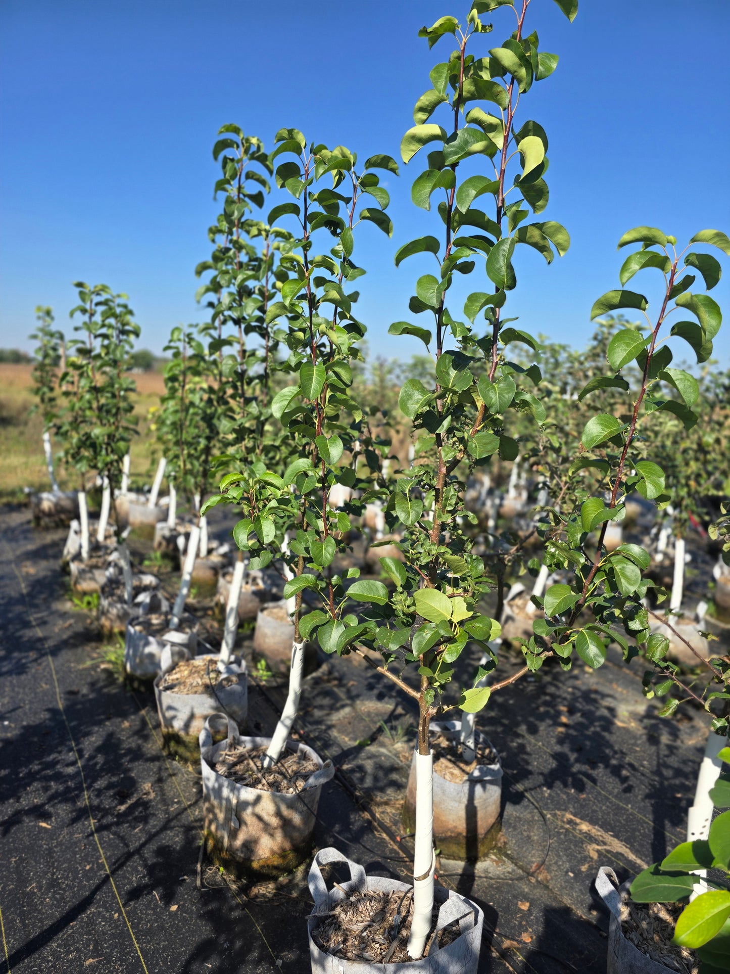 Juicy Jewel Asian Pear Tree - 7 Gallon Potted