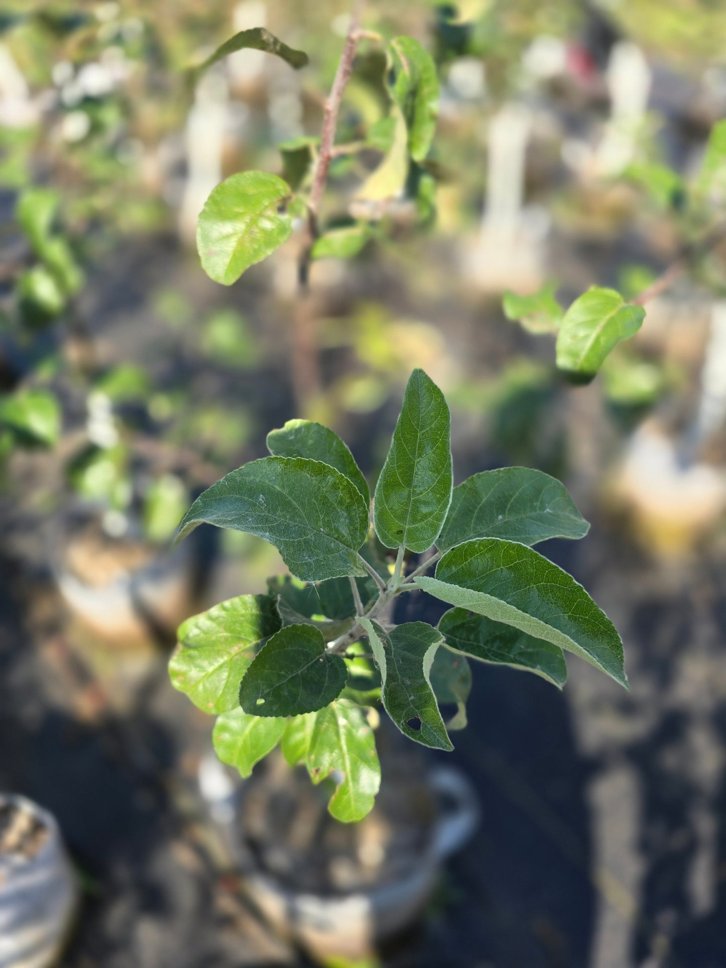 Triumph® Apple Tree - 7 Gallon Potted