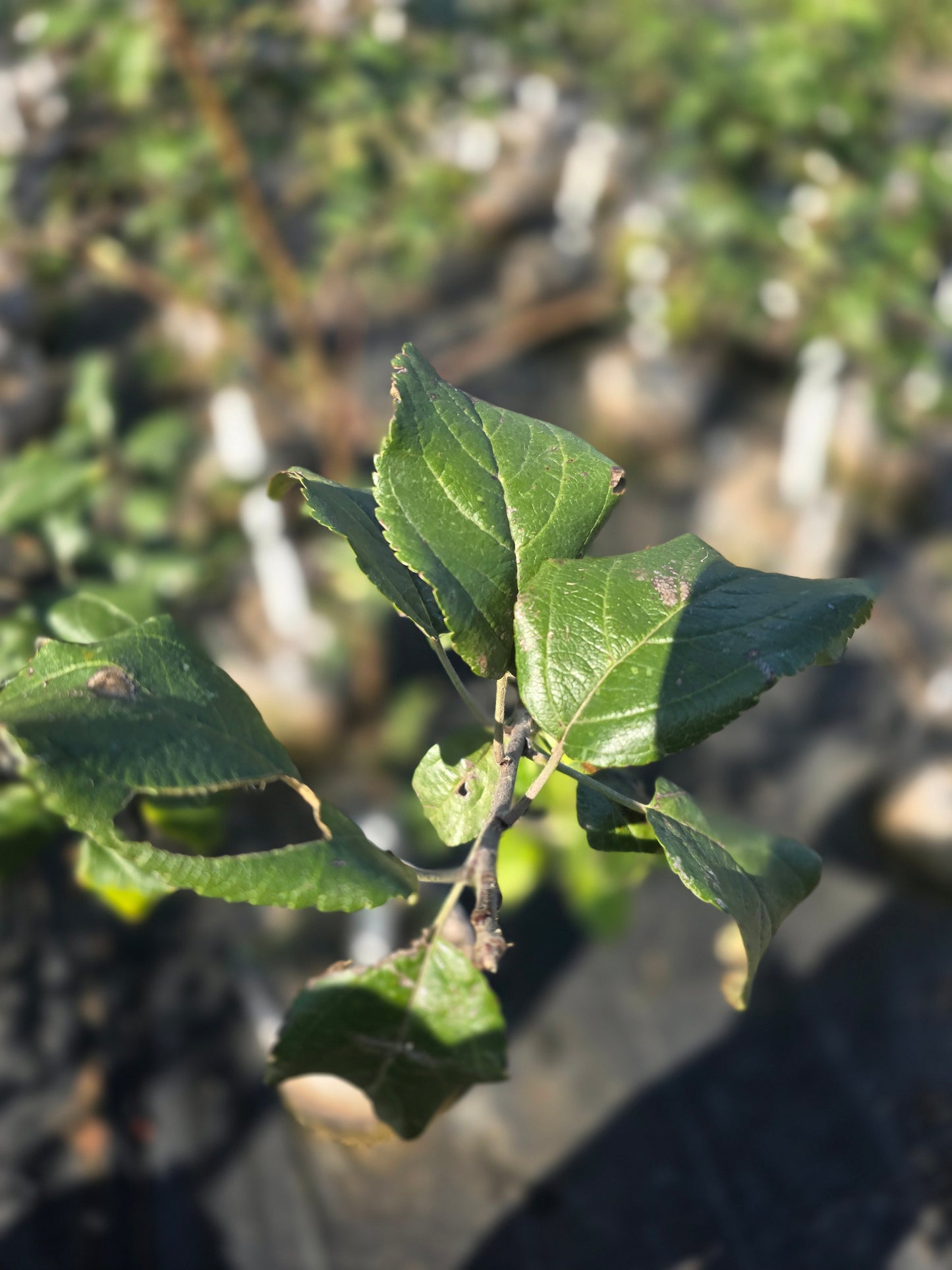 Honeycrisp Apple Tree - 7 Gallon Potted