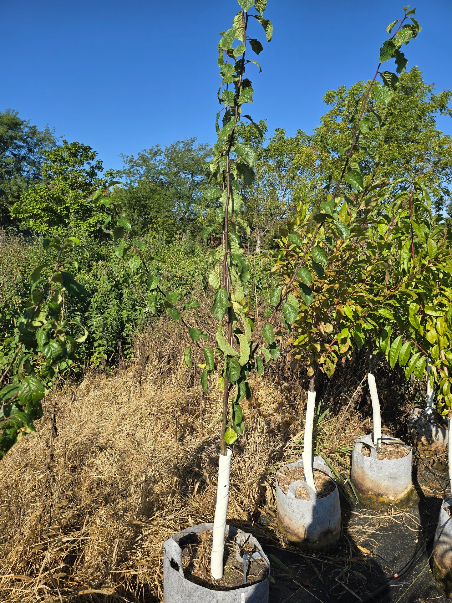 Stanley European Plum - 7 Gallon Potted