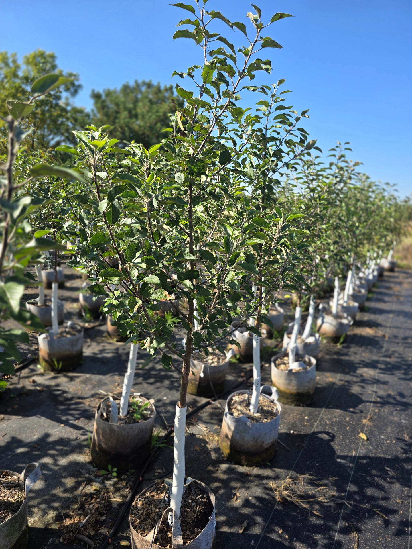 Arkansas Black Apple Tree - 7 Gallon Potted