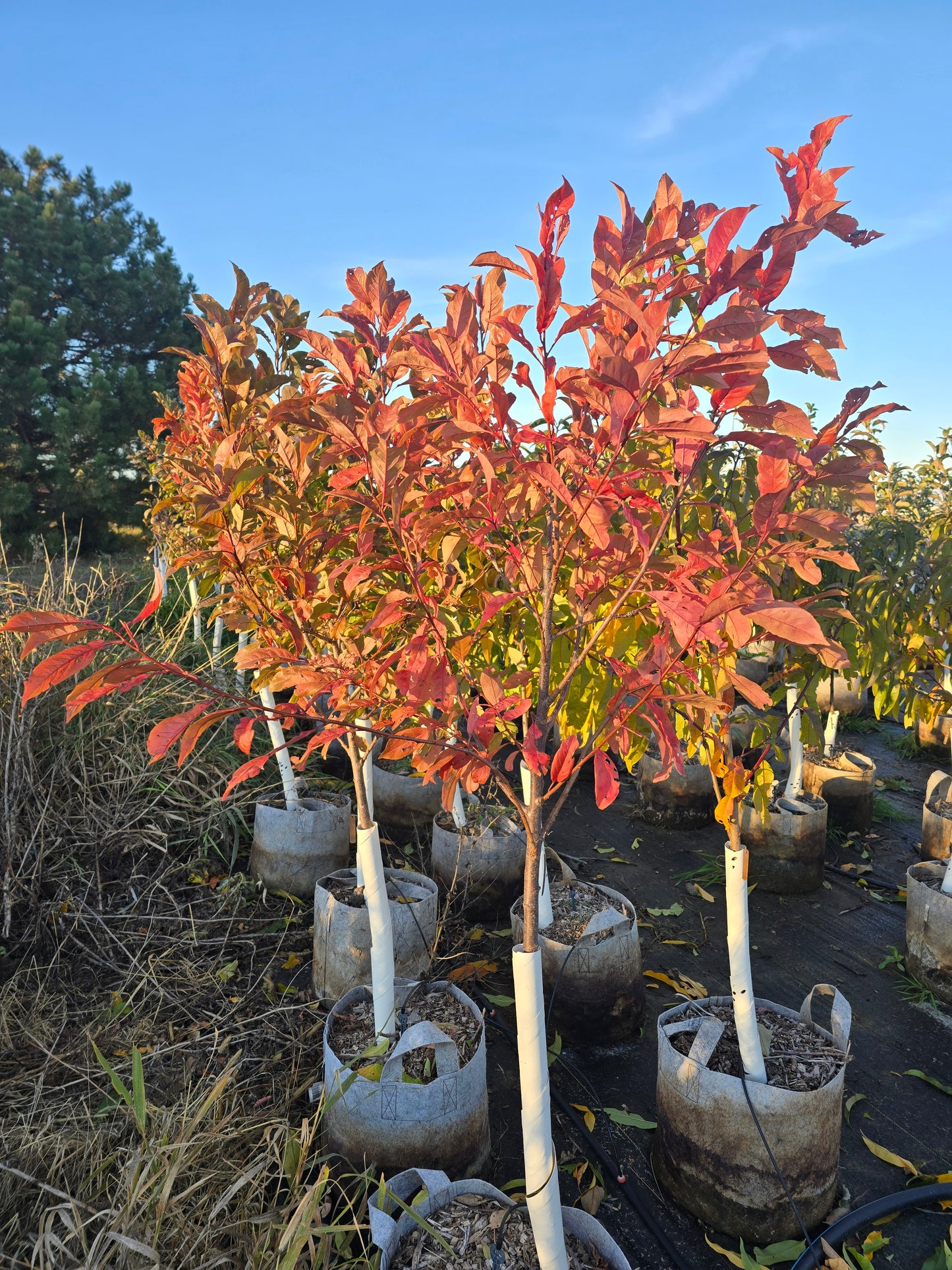 Vanier Japanese Plum - 7 Gallon Potted