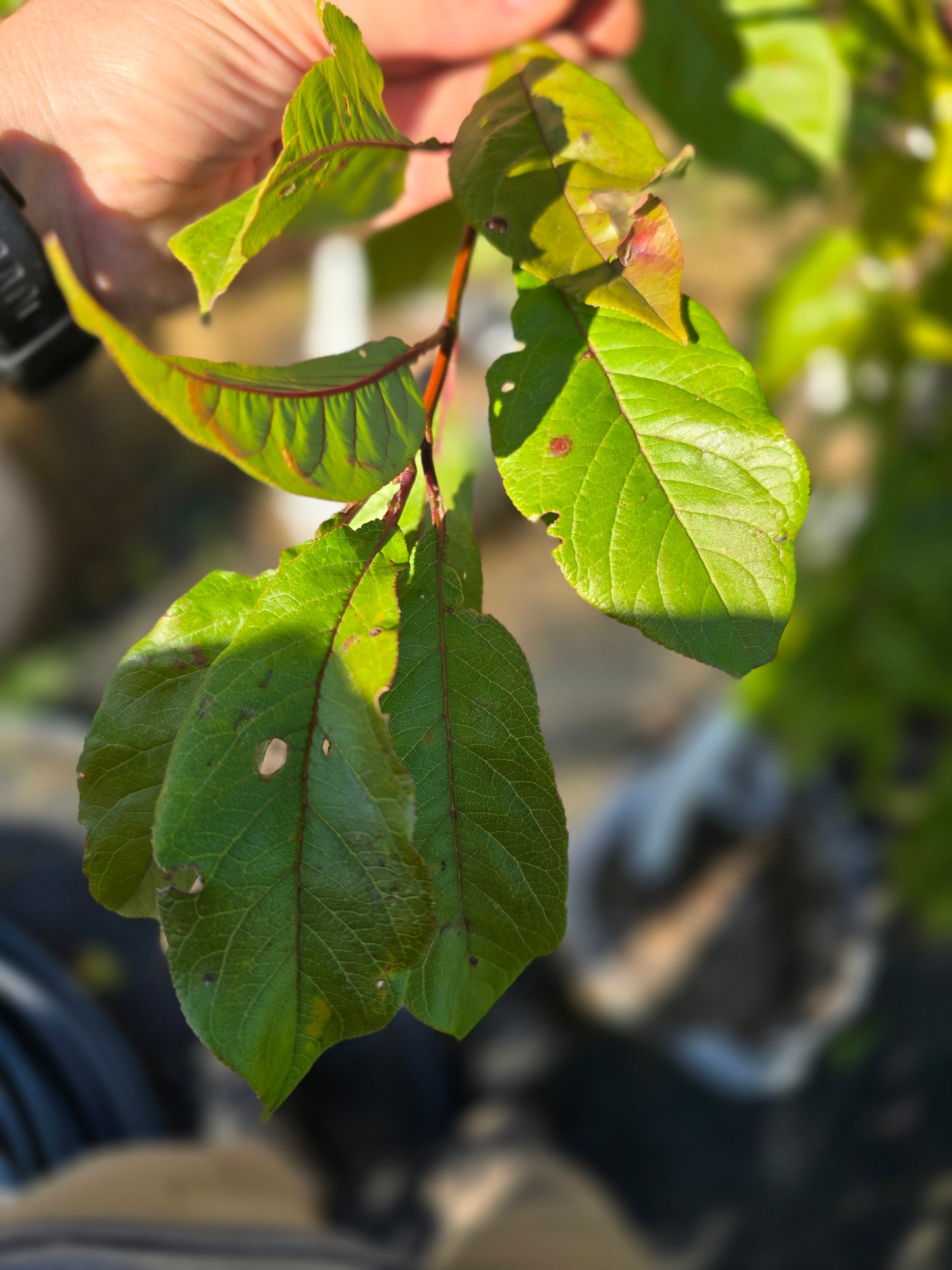 Vanier Japanese Plum - 7 Gallon Potted