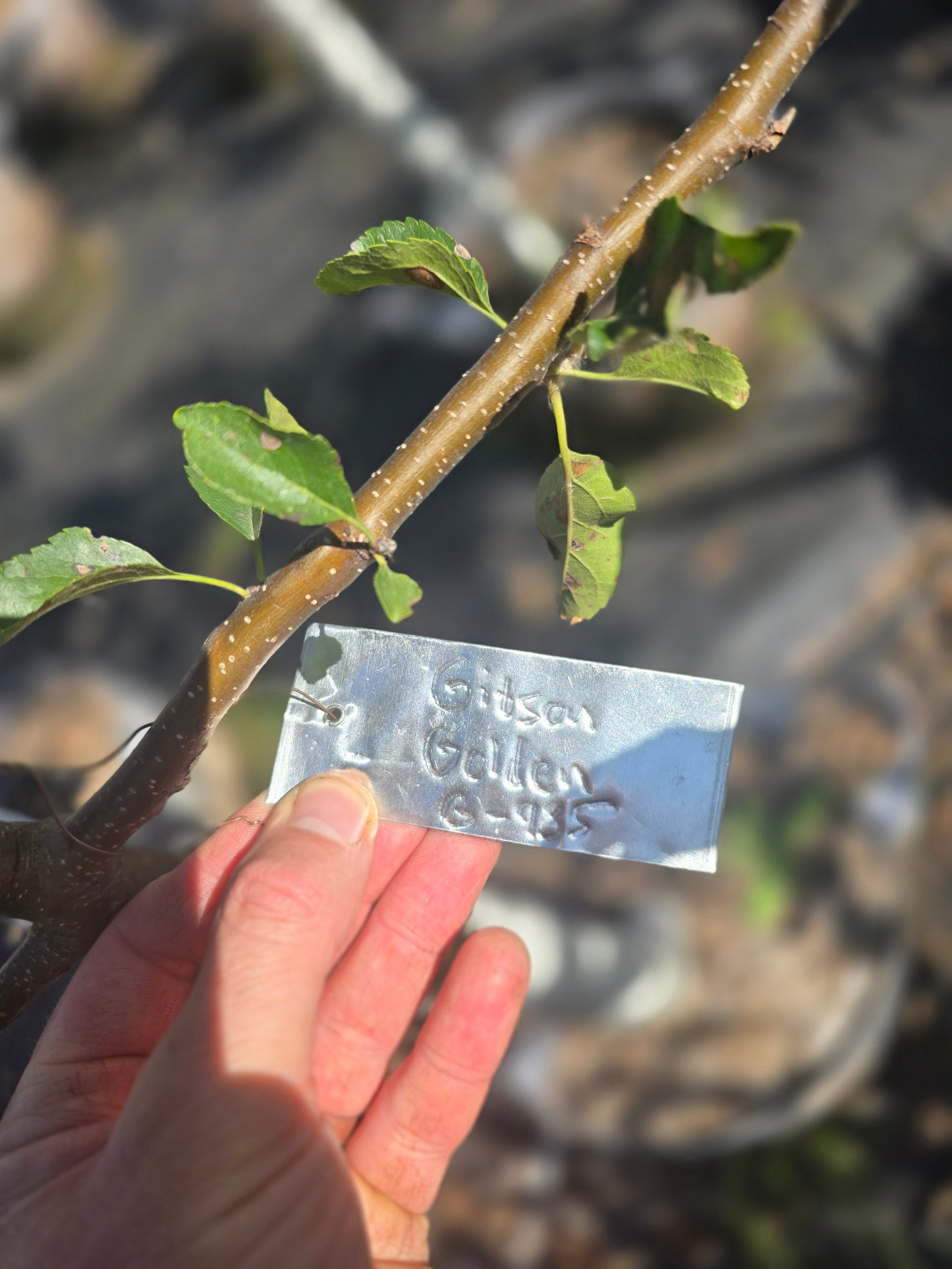 Gibson Golden Apple Tree - 7 Gallon Potted