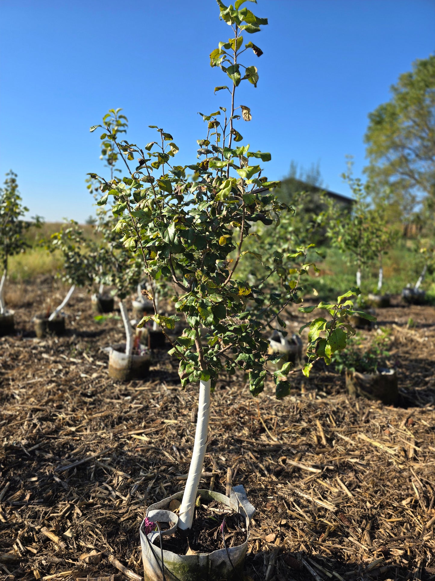 Premier Honeycrisp Apple Tree - 7 Gallon Potted