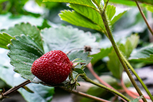 Rutgers Scarlet June Bearing Strawberries - Bare Root (Spring 2026)